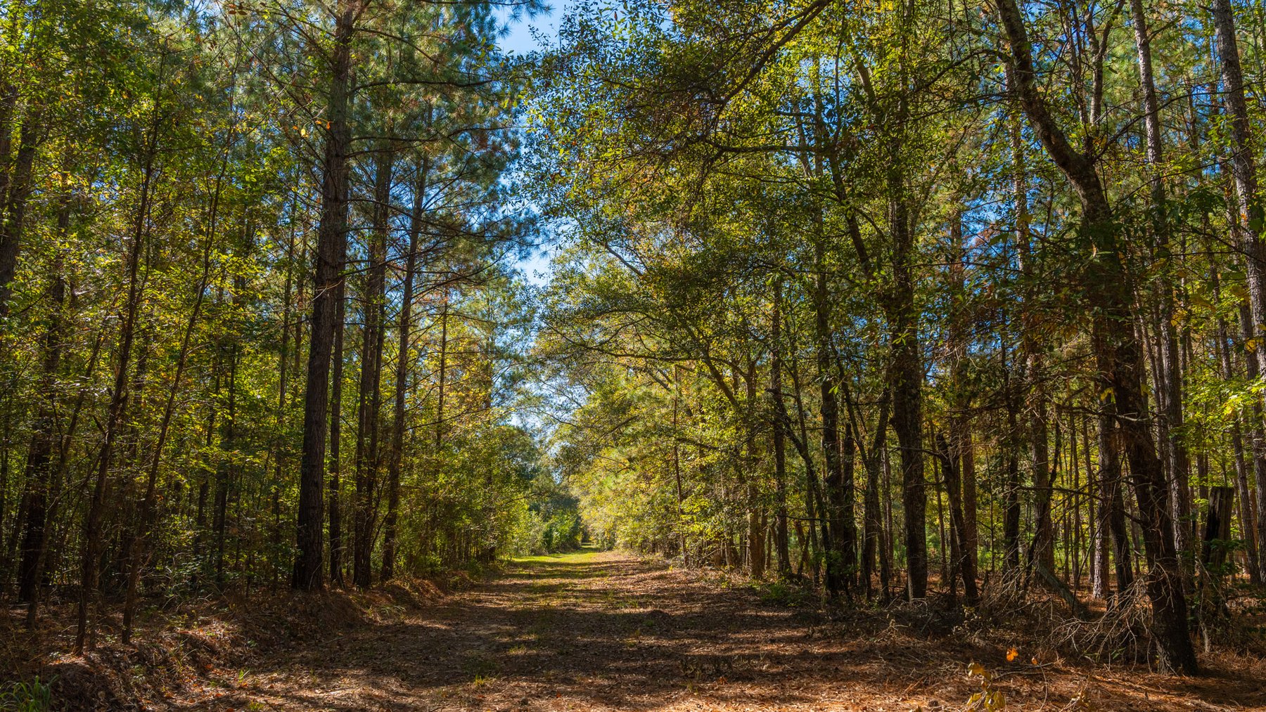 Image for 170+/- Acres - The Ohoopee River Retreat - Prime Recreational Land w/ Hunting Cabin Offered Divided & as a Whole