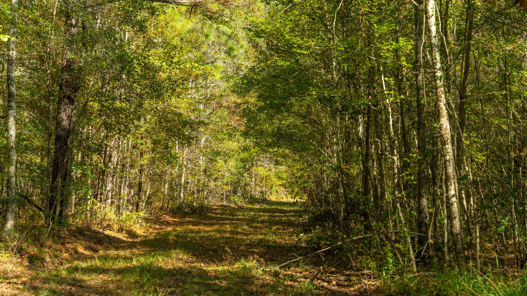 Image for 170+/- Acres - The Ohoopee River Retreat - Prime Recreational Land w/ Hunting Cabin Offered Divided & as a Whole