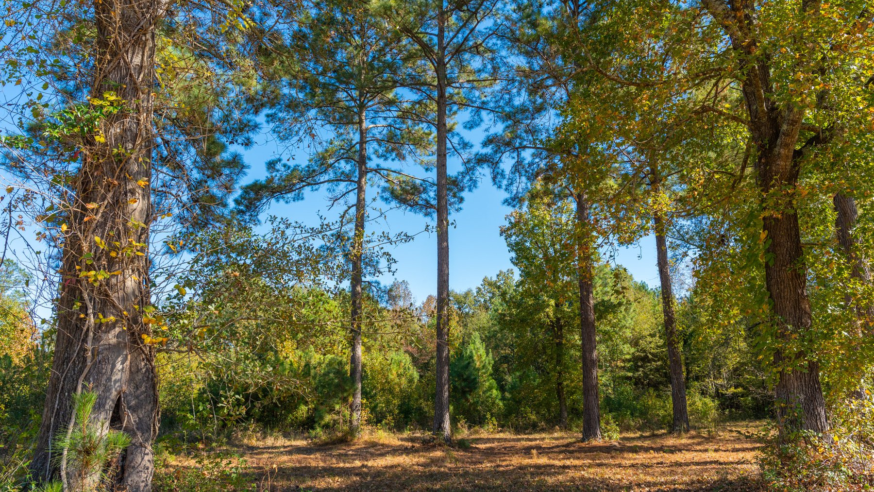 Image for 170+/- Acres - The Ohoopee River Retreat - Prime Recreational Land w/ Hunting Cabin Offered Divided & as a Whole