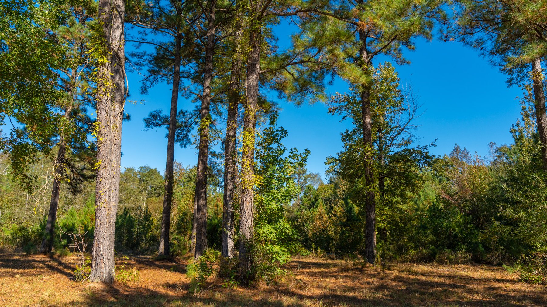 Image for 170+/- Acres - The Ohoopee River Retreat - Prime Recreational Land w/ Hunting Cabin Offered Divided & as a Whole