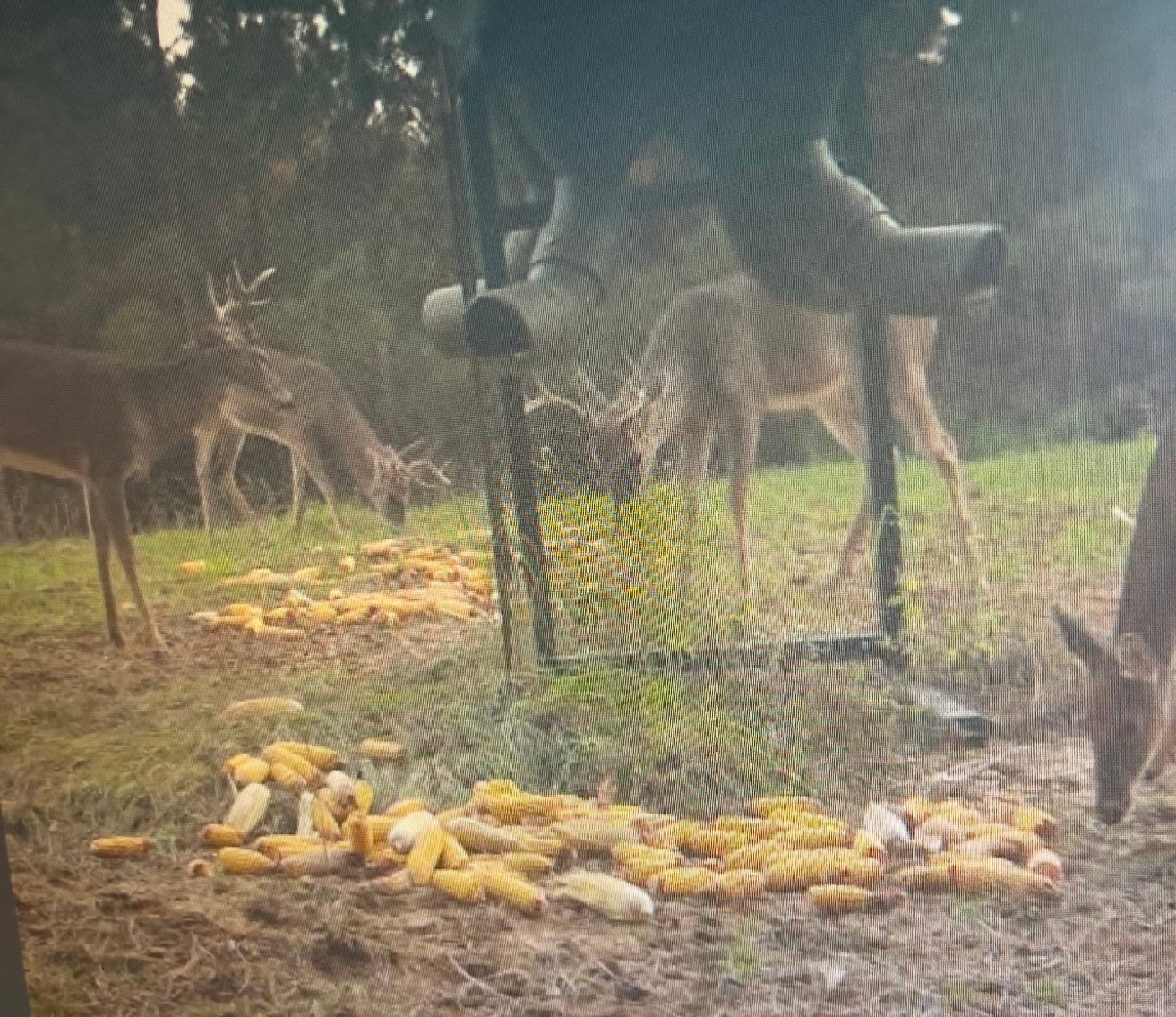 Image for 170+/- Acres - The Ohoopee River Retreat - Prime Recreational Land w/ Hunting Cabin Offered Divided & as a Whole