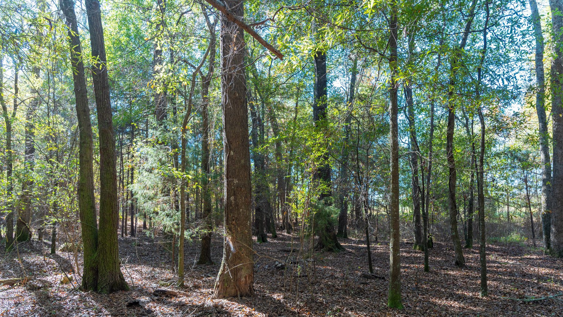 Image for 300+/- Total Acres - The Smithville Farm - Sportsman's Paradise W/ Row Crop Farmland