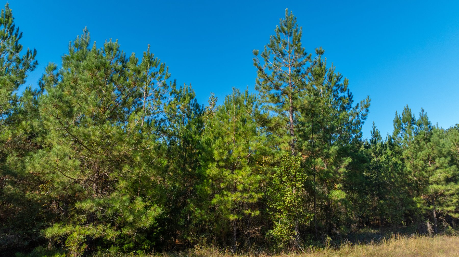 Image for 300+/- Total Acres - The Smithville Farm - Sportsman's Paradise W/ Row Crop Farmland