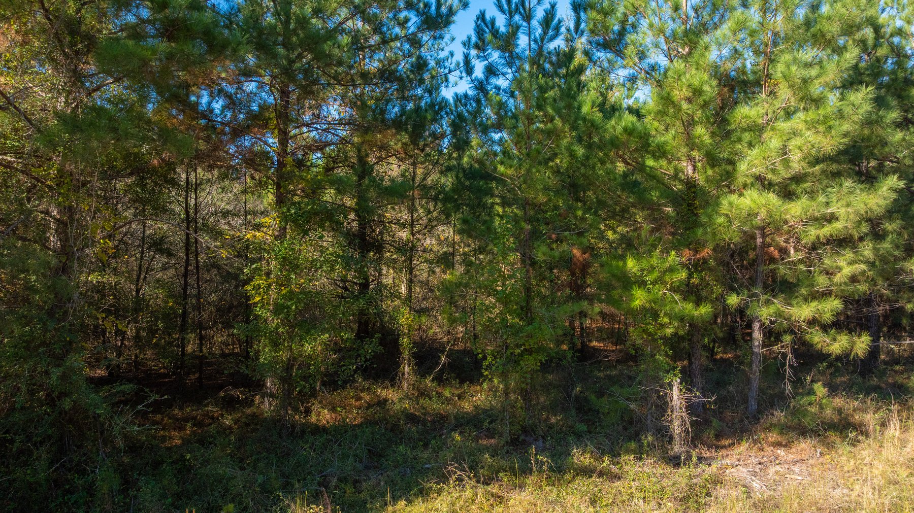 Image for 300+/- Total Acres - The Smithville Farm - Sportsman's Paradise W/ Row Crop Farmland