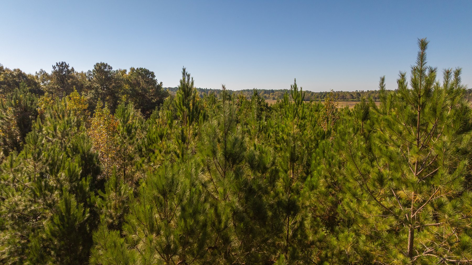 Image for 300+/- Total Acres - The Smithville Farm - Sportsman's Paradise W/ Row Crop Farmland