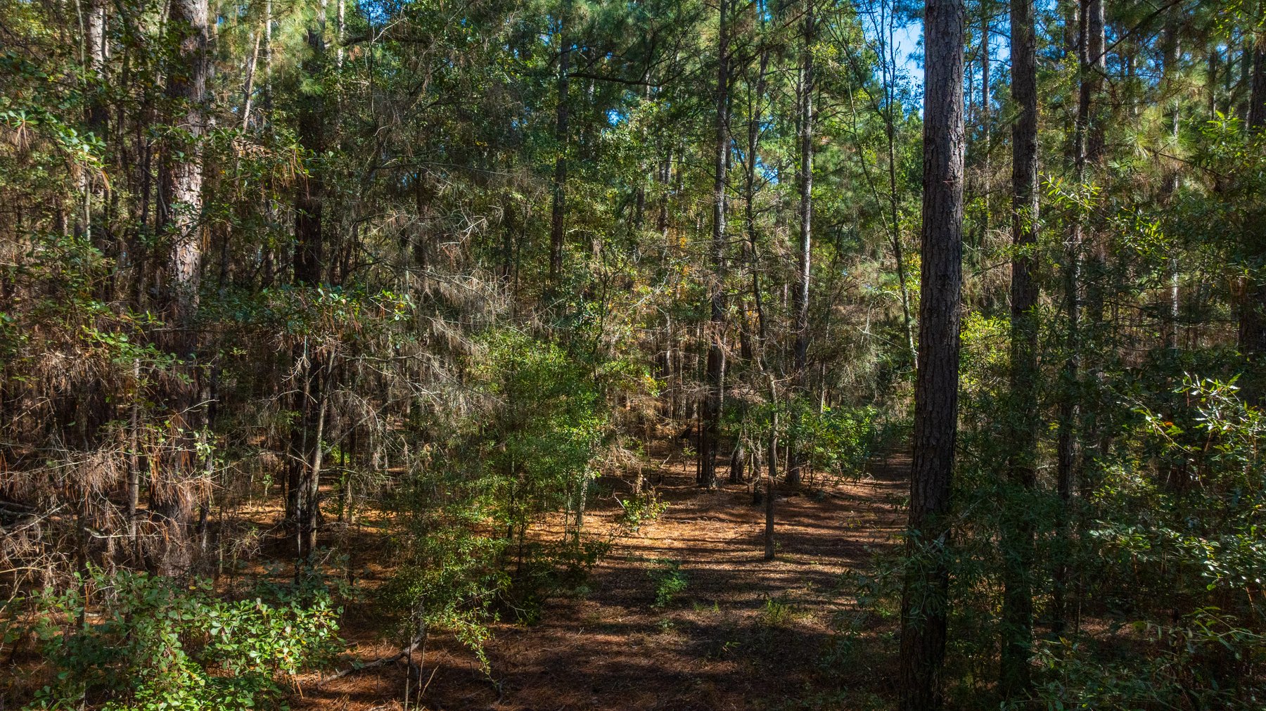 Image for 300+/- Total Acres - The Smithville Farm - Sportsman's Paradise W/ Row Crop Farmland