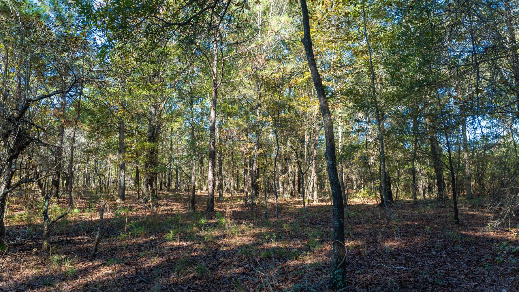 Image for 300+/- Total Acres - The Smithville Farm - Sportsman's Paradise W/ Row Crop Farmland