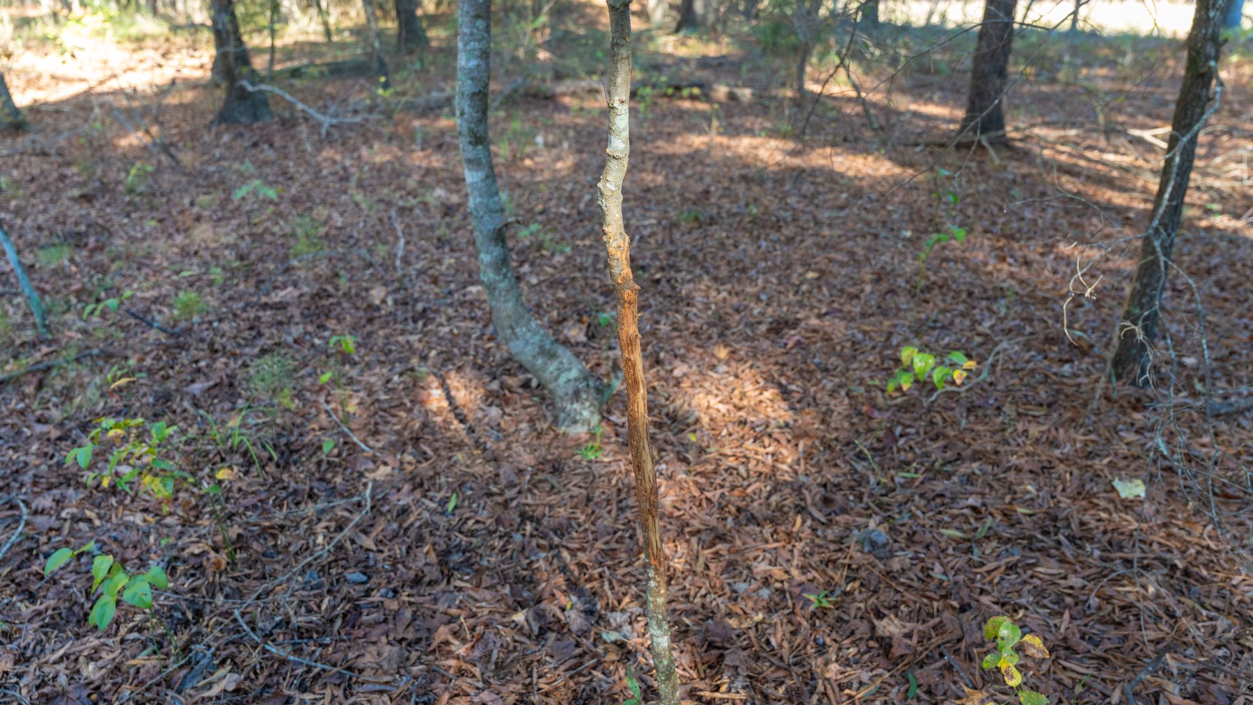 Image for 300+/- Total Acres - The Smithville Farm - Sportsman's Paradise W/ Row Crop Farmland