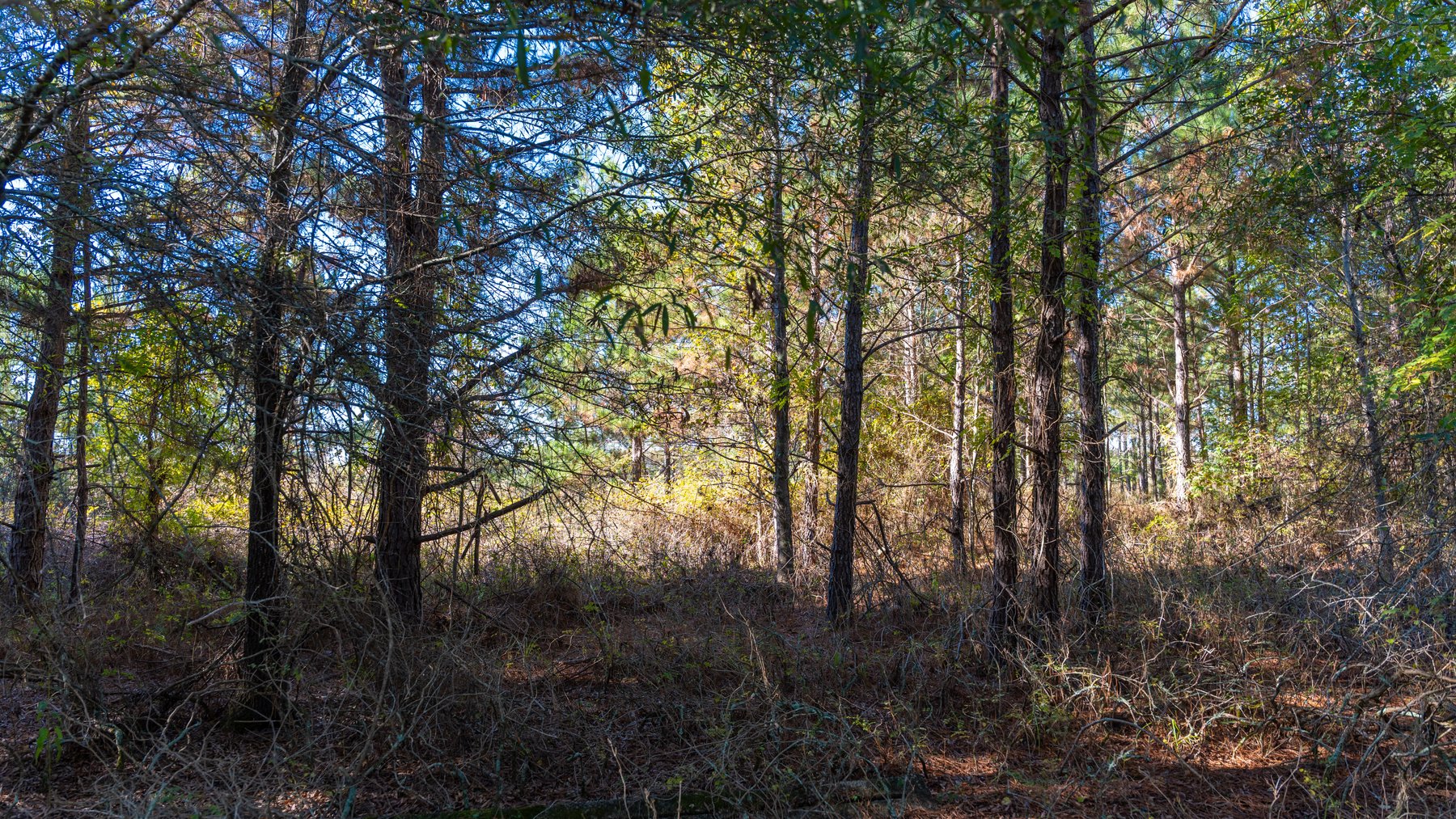 Image for 300+/- Total Acres - The Smithville Farm - Sportsman's Paradise W/ Row Crop Farmland