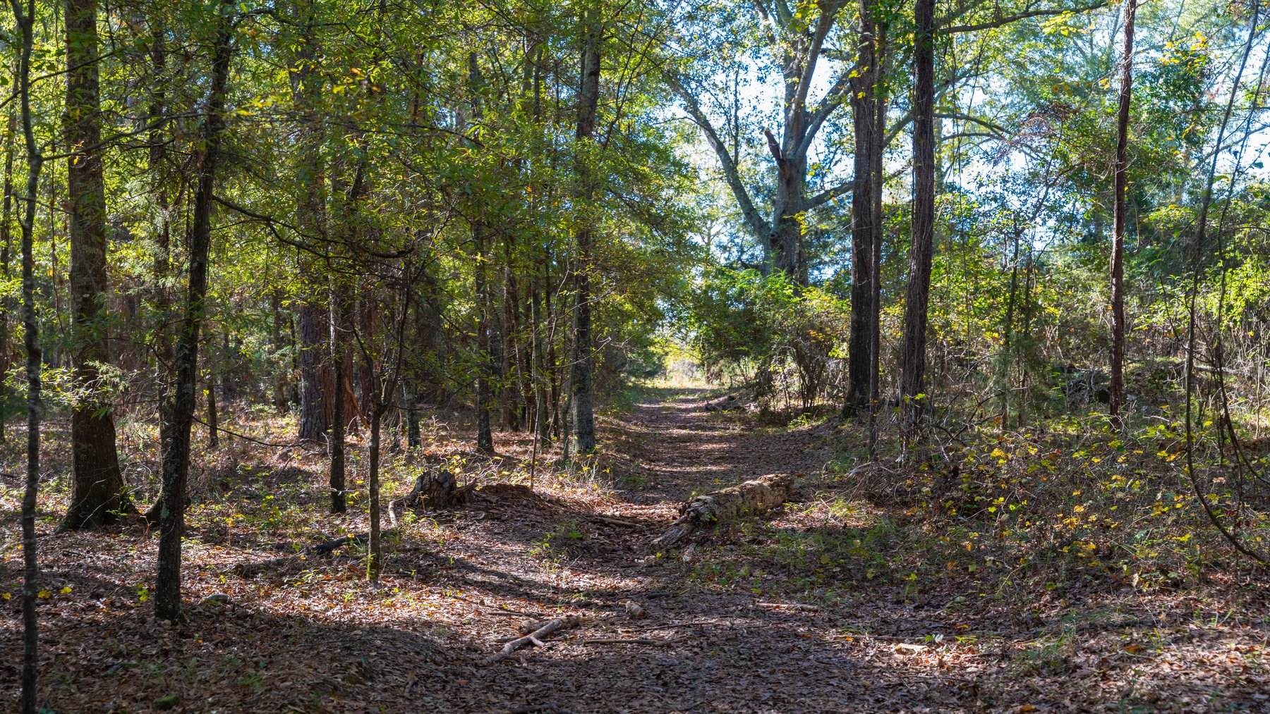Image for 300+/- Total Acres - The Smithville Farm - Sportsman's Paradise W/ Row Crop Farmland