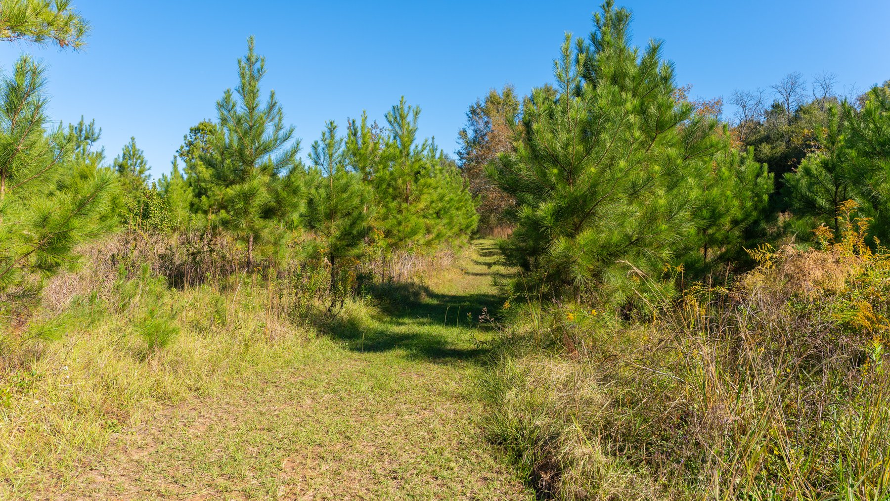Image for 300+/- Total Acres - The Smithville Farm - Sportsman's Paradise W/ Row Crop Farmland