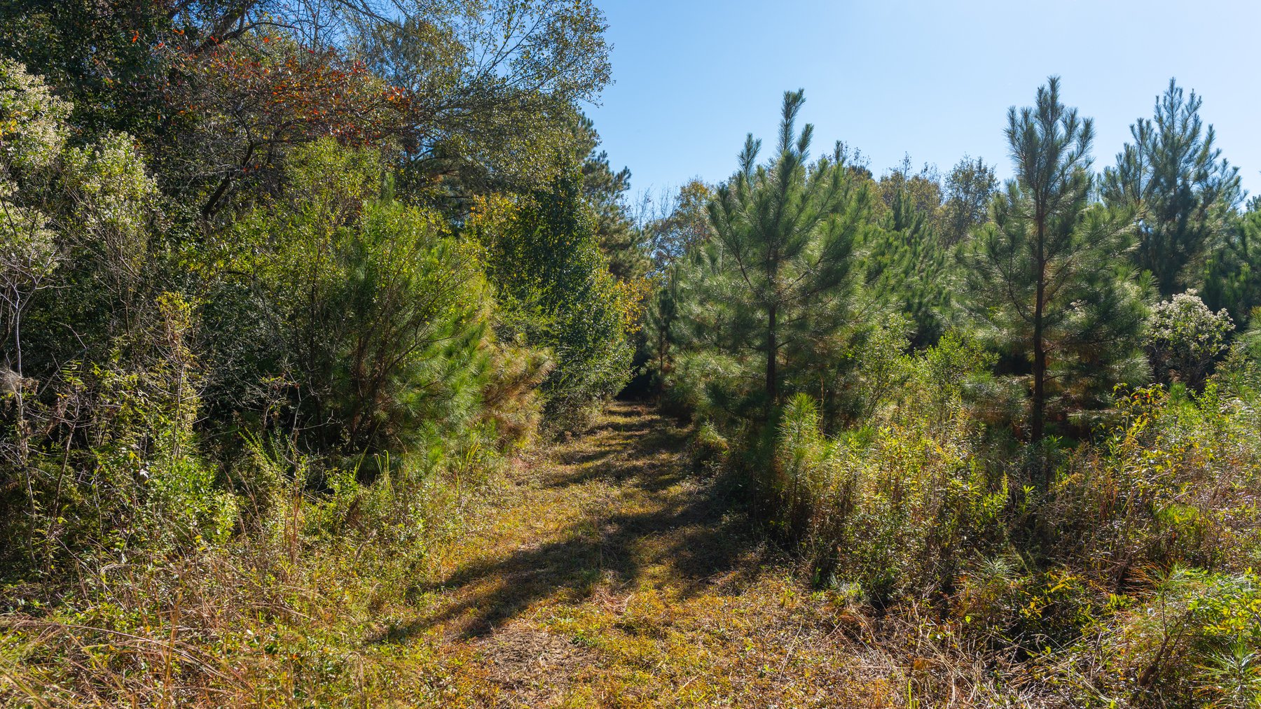 Image for 300+/- Total Acres - The Smithville Farm - Sportsman's Paradise W/ Row Crop Farmland