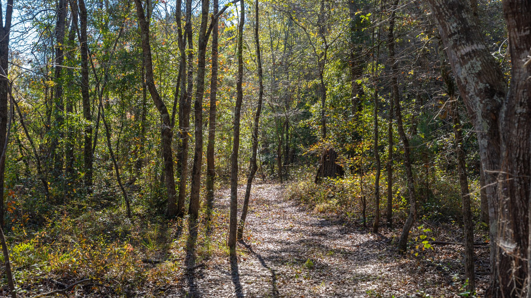 Image for 300+/- Total Acres - The Smithville Farm - Sportsman's Paradise W/ Row Crop Farmland