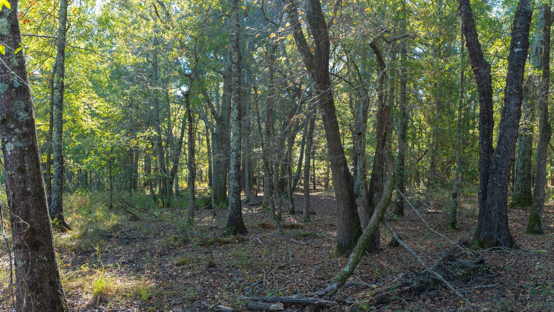 Image for 300+/- Total Acres - The Smithville Farm - Sportsman's Paradise W/ Row Crop Farmland