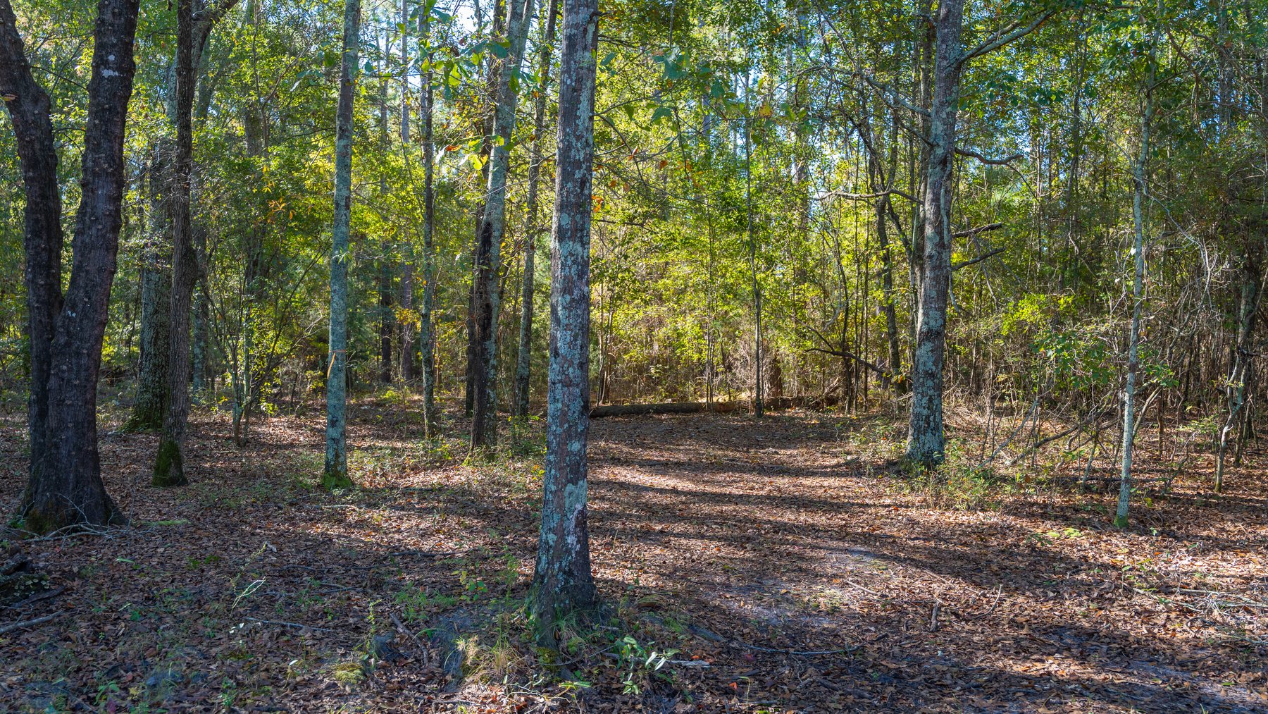 Image for 300+/- Total Acres - The Smithville Farm - Sportsman's Paradise W/ Row Crop Farmland