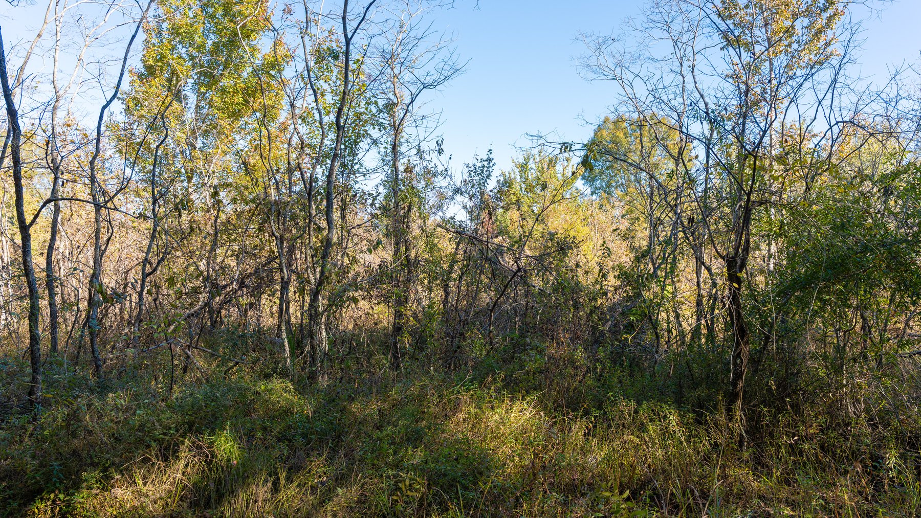 Image for 300+/- Total Acres - The Smithville Farm - Sportsman's Paradise W/ Row Crop Farmland