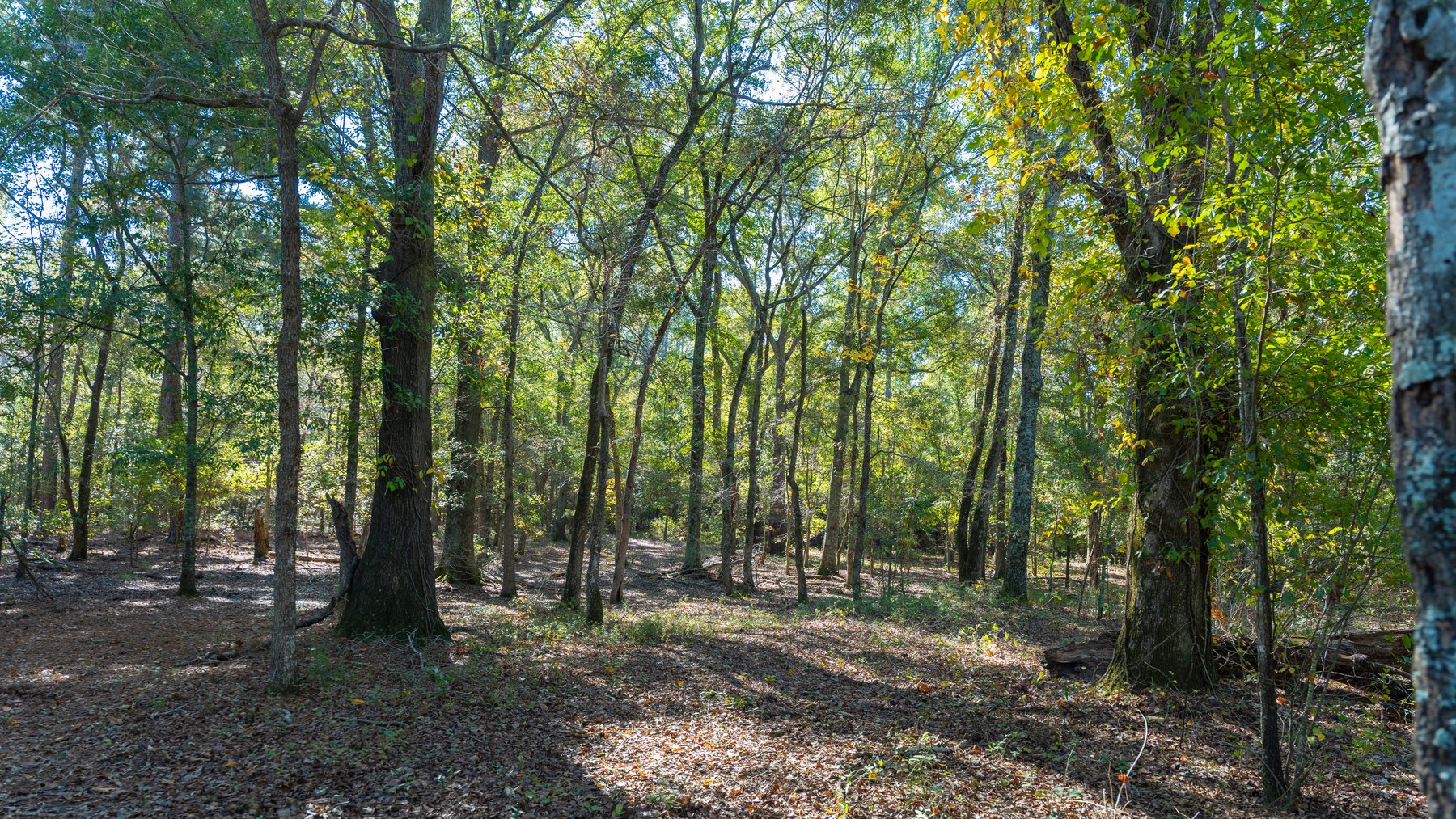 Image for 300+/- Total Acres - The Smithville Farm - Sportsman's Paradise W/ Row Crop Farmland