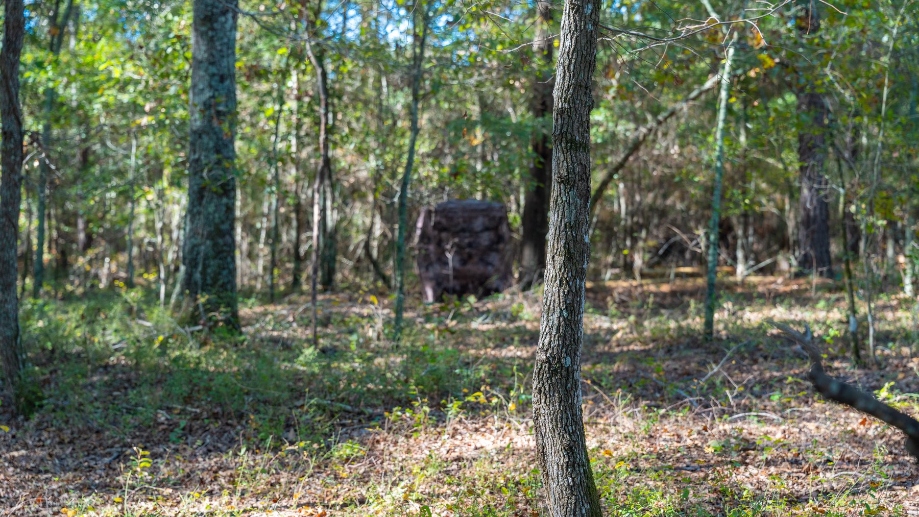 Image for 300+/- Total Acres - The Smithville Farm - Sportsman's Paradise W/ Row Crop Farmland