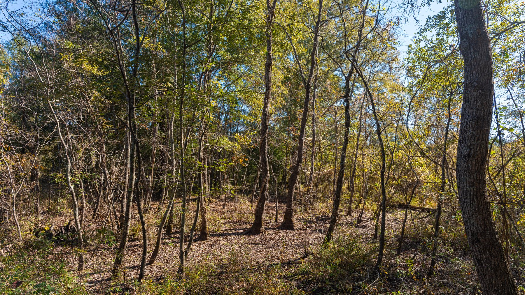 Image for 300+/- Total Acres - The Smithville Farm - Sportsman's Paradise W/ Row Crop Farmland