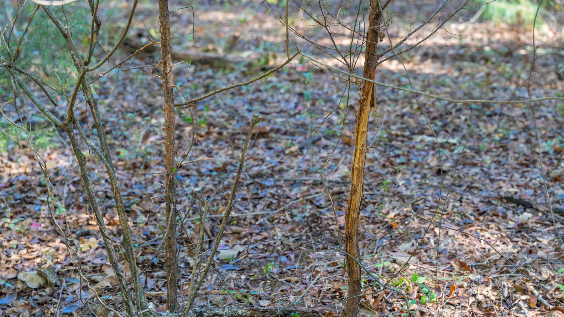 Image for 300+/- Total Acres - The Smithville Farm - Sportsman's Paradise W/ Row Crop Farmland