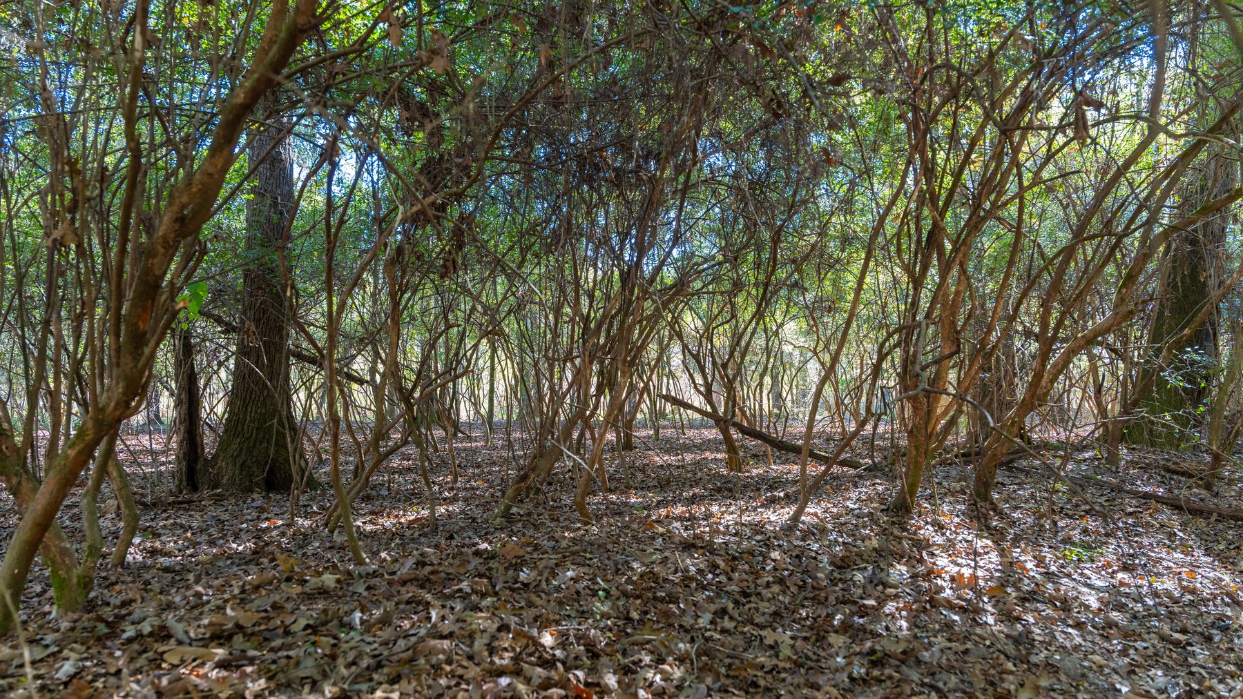 Image for 300+/- Total Acres - The Smithville Farm - Sportsman's Paradise W/ Row Crop Farmland