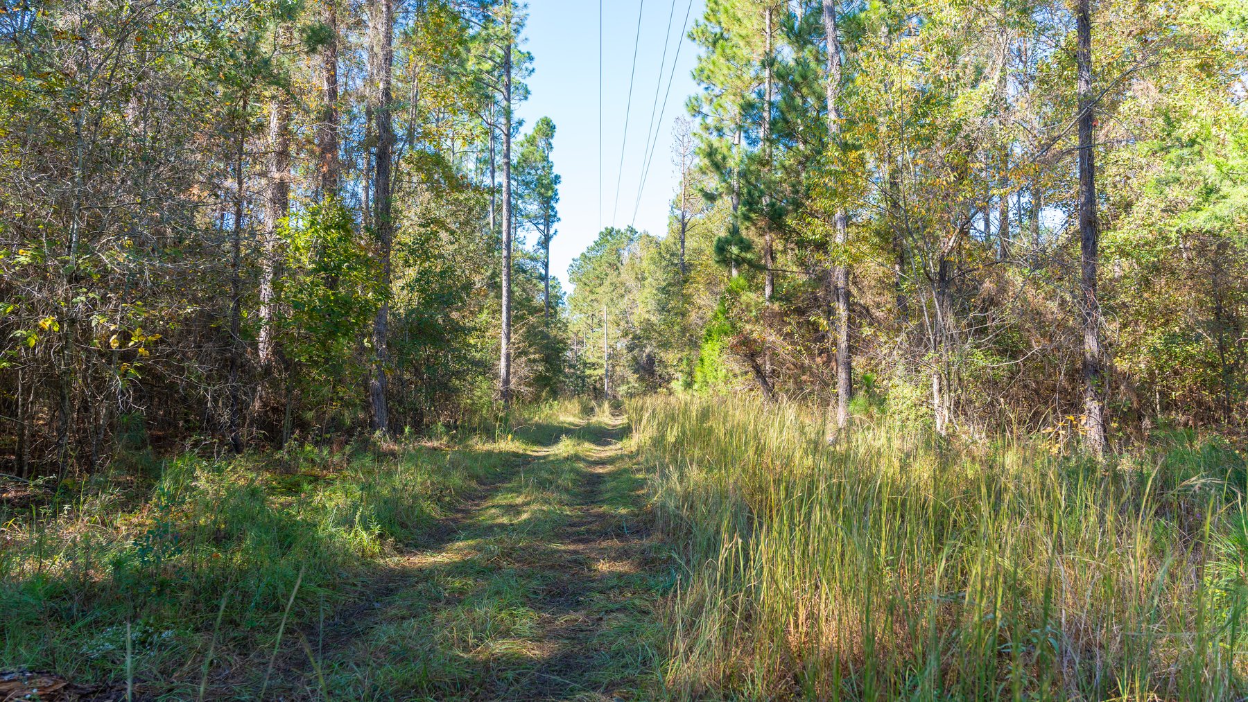 Image for 300+/- Total Acres - The Smithville Farm - Sportsman's Paradise W/ Row Crop Farmland