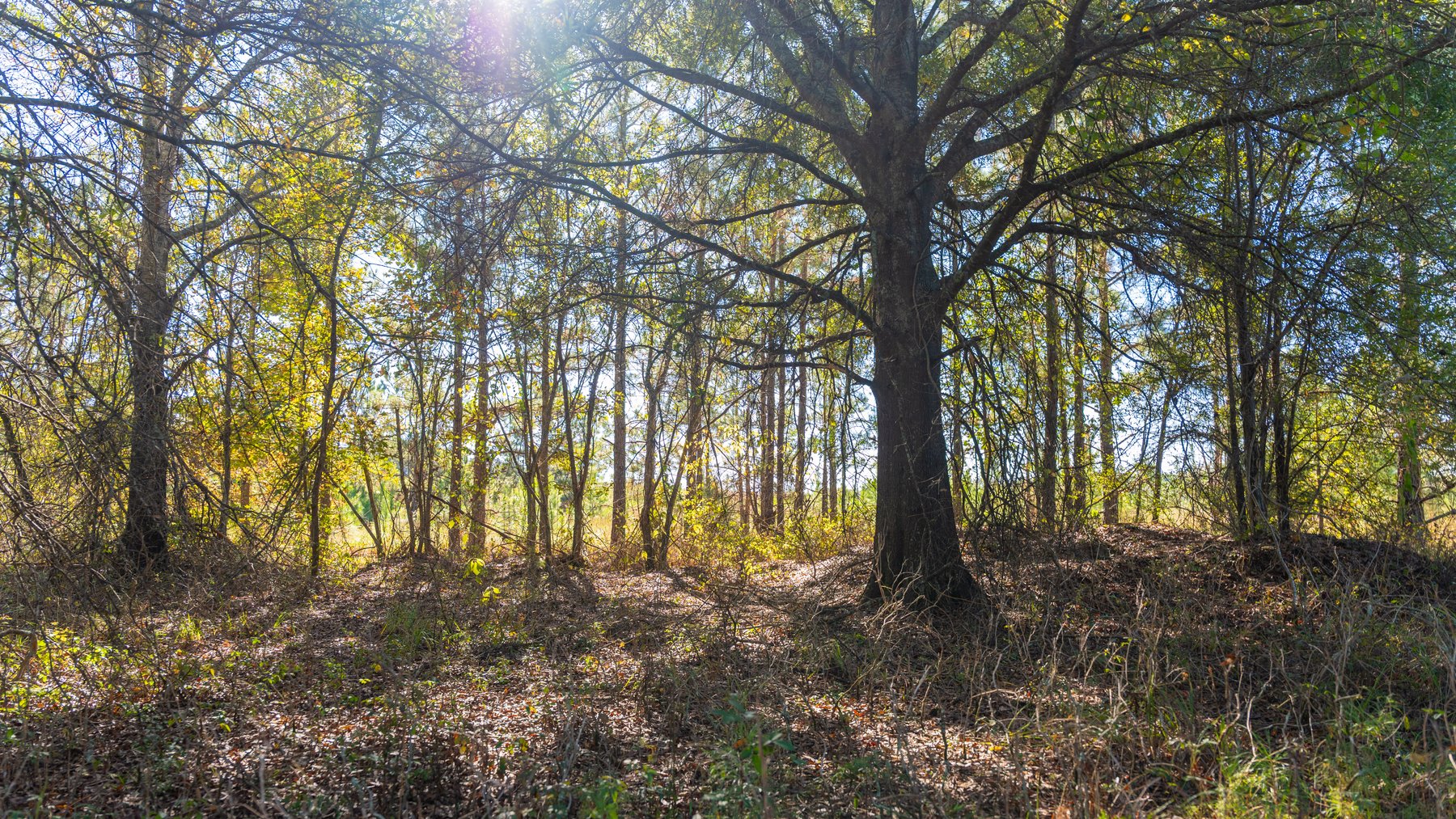 Image for 300+/- Total Acres - The Smithville Farm - Sportsman's Paradise W/ Row Crop Farmland