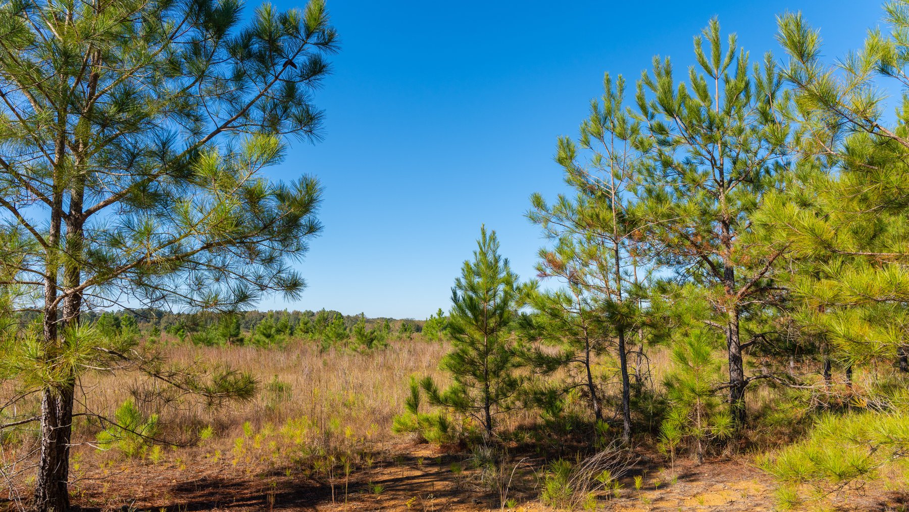 Image for 300+/- Total Acres - The Smithville Farm - Sportsman's Paradise W/ Row Crop Farmland