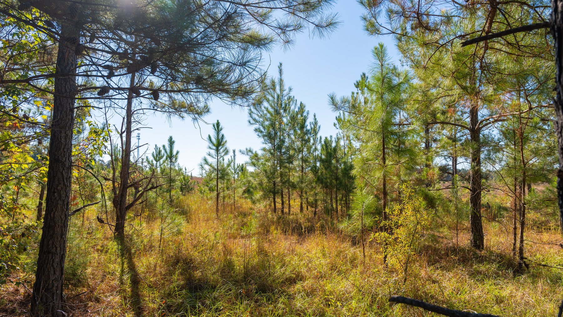 Image for 300+/- Total Acres - The Smithville Farm - Sportsman's Paradise W/ Row Crop Farmland