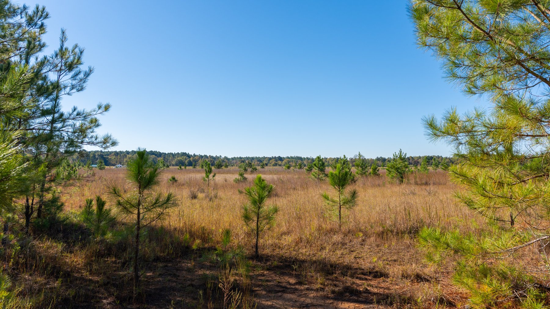 Image for 300+/- Total Acres - The Smithville Farm - Sportsman's Paradise W/ Row Crop Farmland