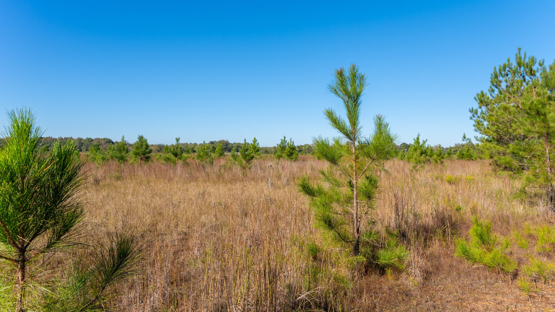 Image for 300+/- Total Acres - The Smithville Farm - Sportsman's Paradise W/ Row Crop Farmland