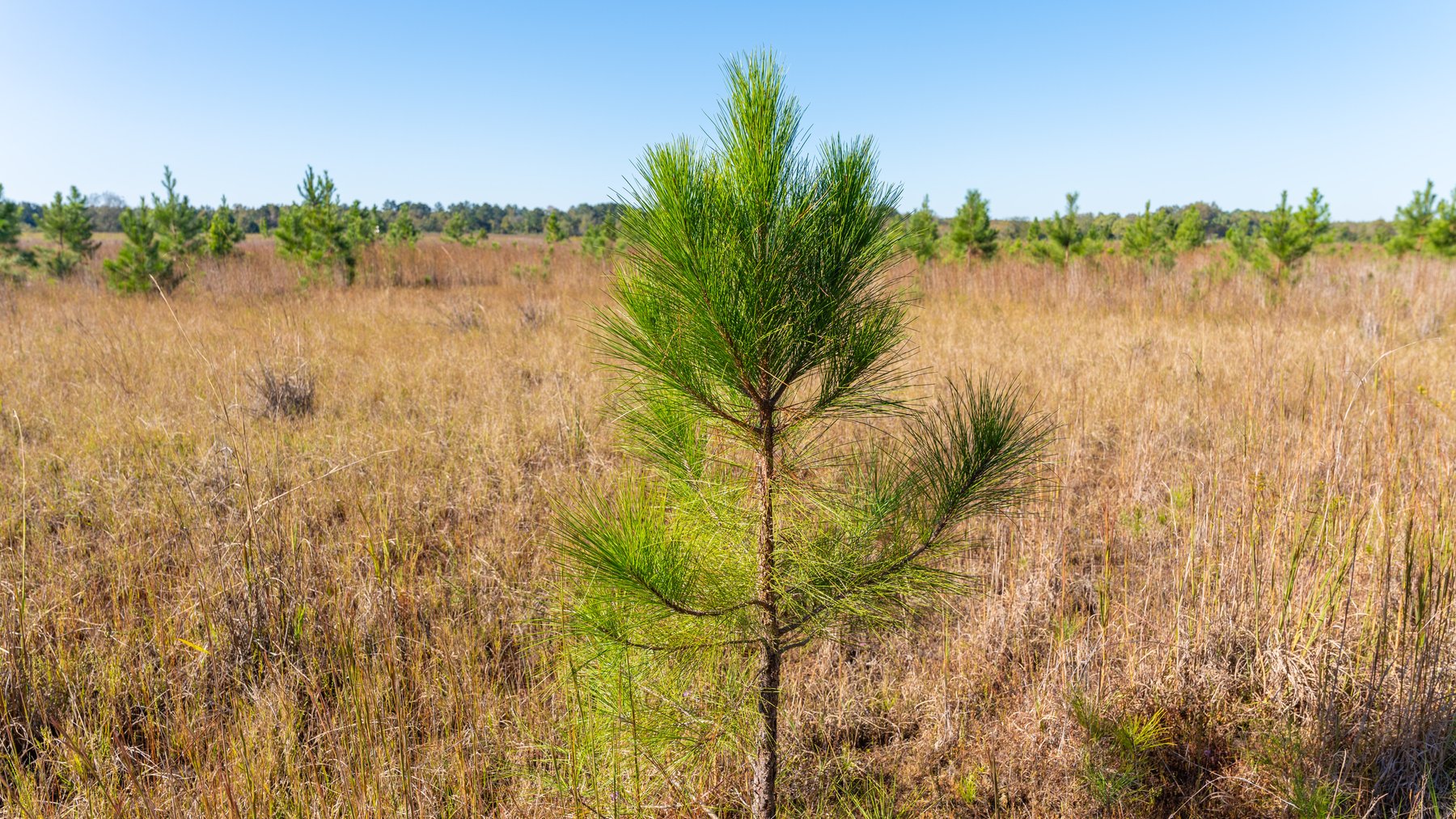 Image for 300+/- Total Acres - The Smithville Farm - Sportsman's Paradise W/ Row Crop Farmland