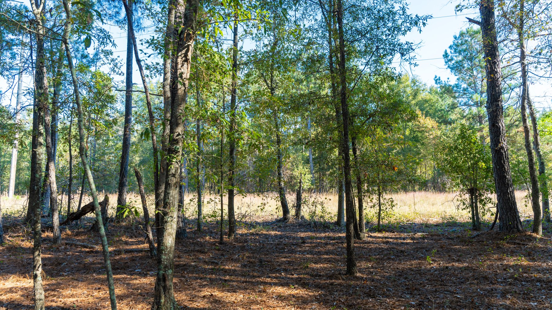 Image for 300+/- Total Acres - The Smithville Farm - Sportsman's Paradise W/ Row Crop Farmland