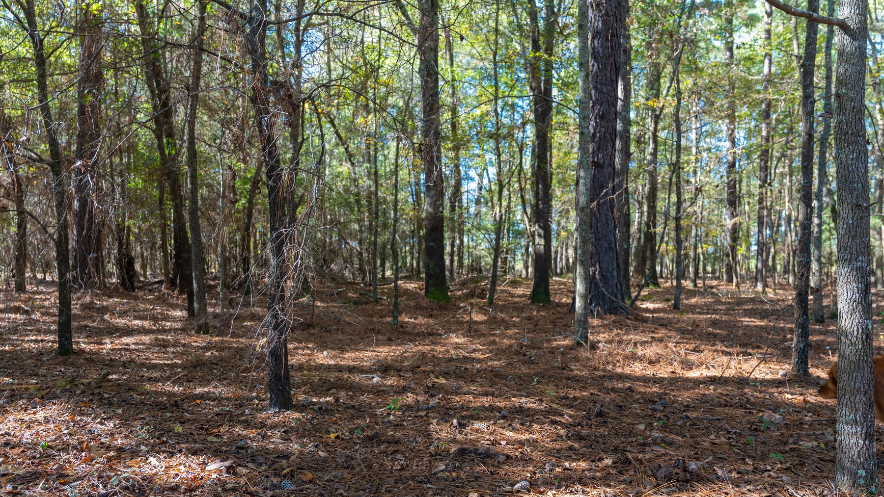 Image for 300+/- Total Acres - The Smithville Farm - Sportsman's Paradise W/ Row Crop Farmland