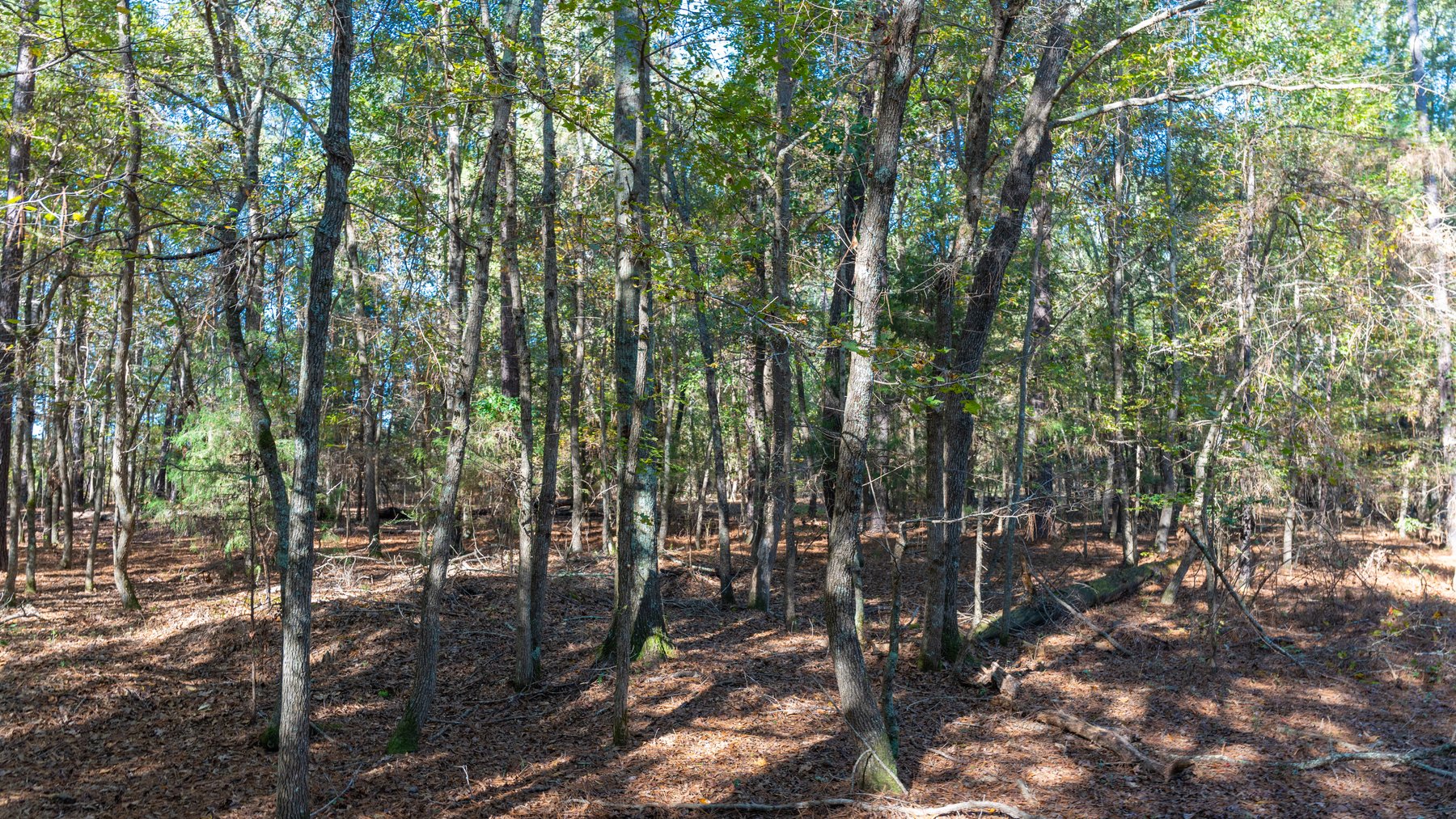 Image for 300+/- Total Acres - The Smithville Farm - Sportsman's Paradise W/ Row Crop Farmland