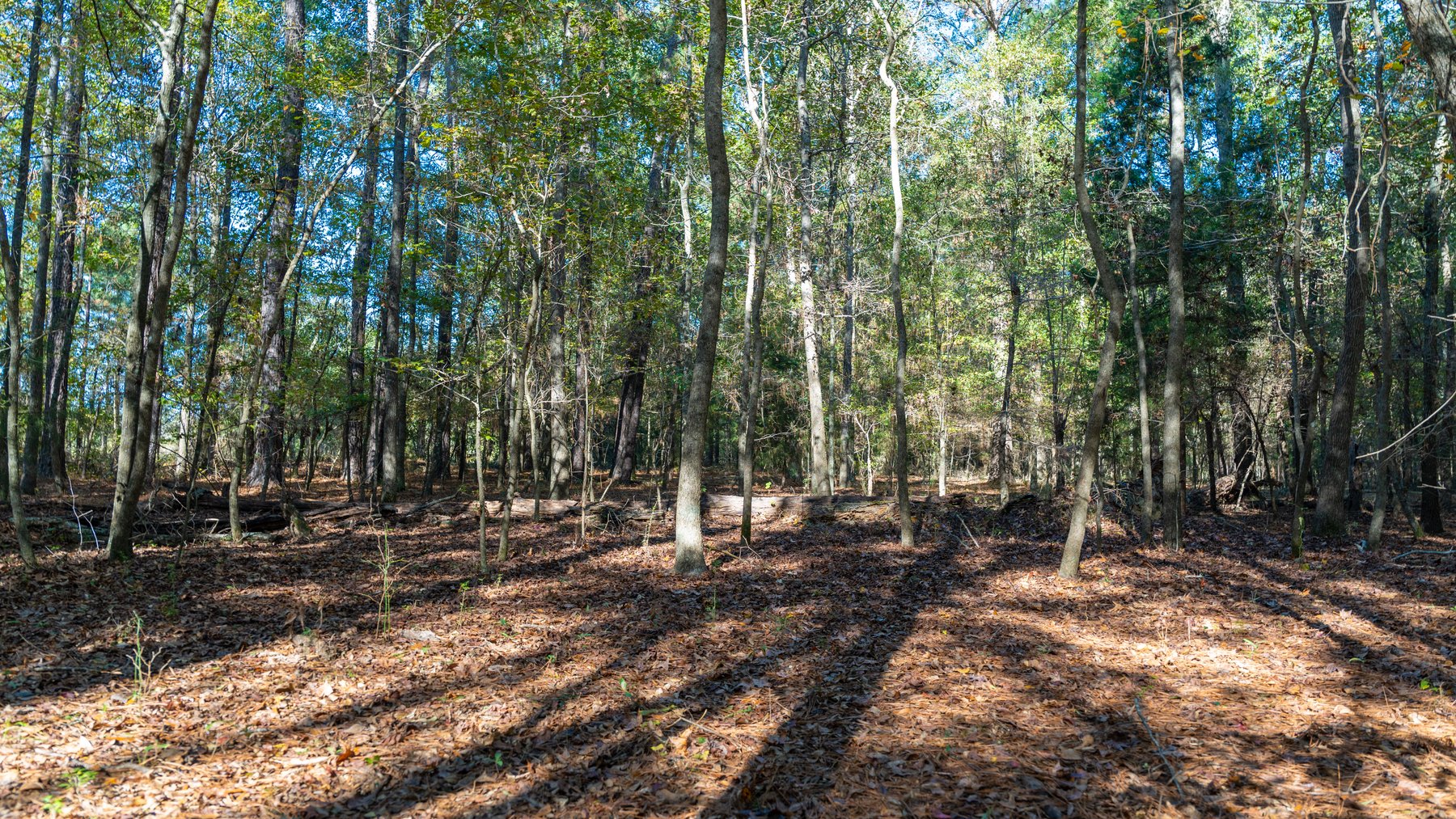 Image for 300+/- Total Acres - The Smithville Farm - Sportsman's Paradise W/ Row Crop Farmland