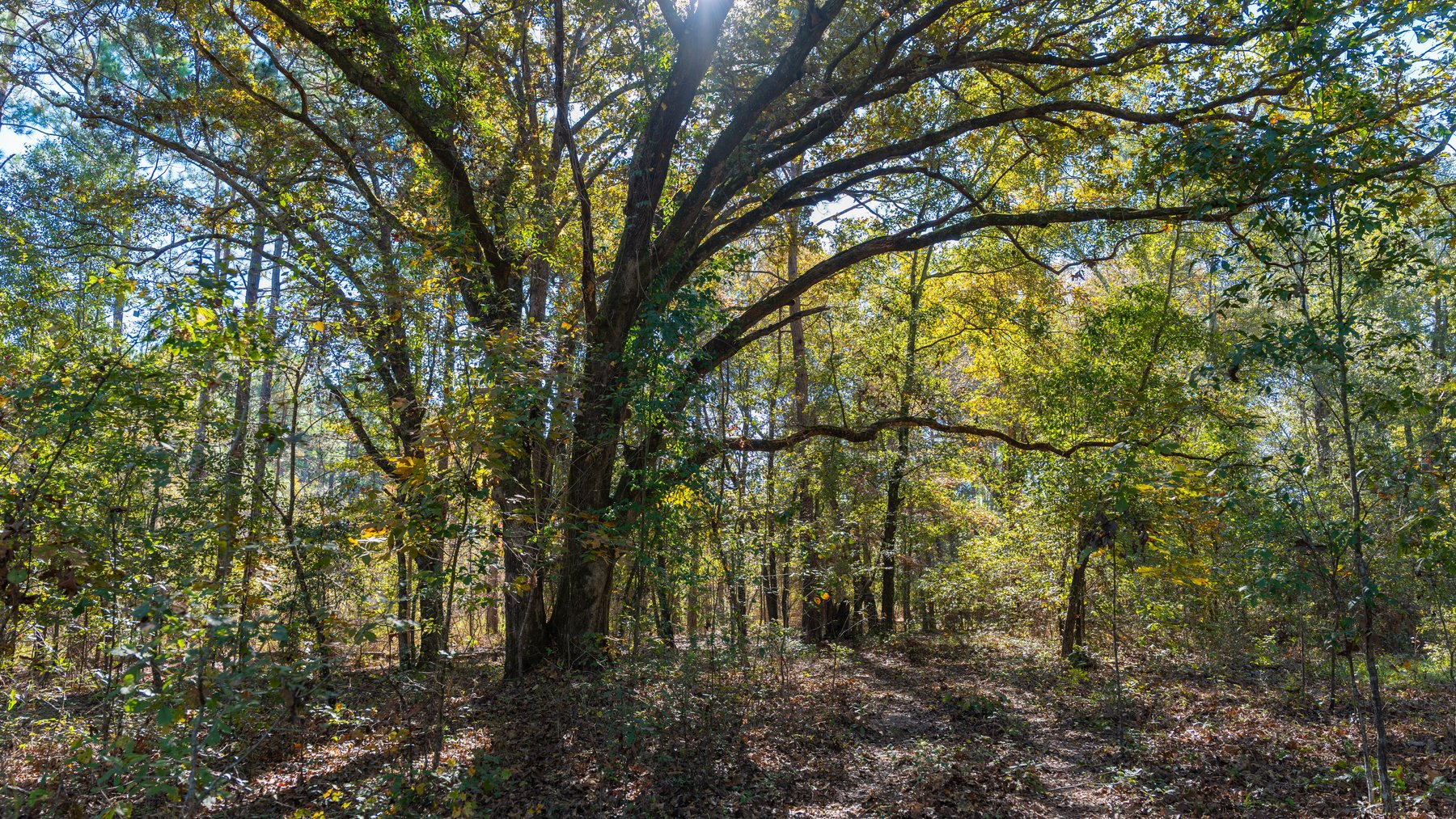 Image for 300+/- Total Acres - The Smithville Farm - Sportsman's Paradise W/ Row Crop Farmland