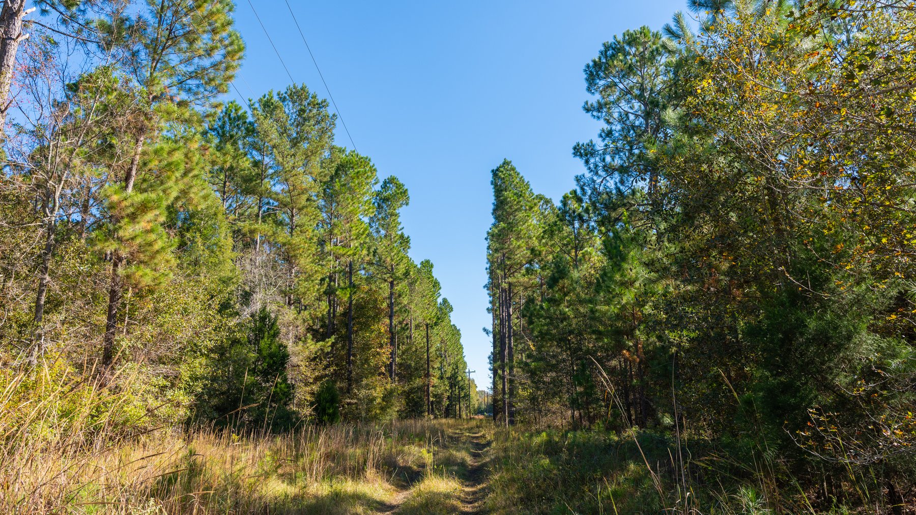 Image for 300+/- Total Acres - The Smithville Farm - Sportsman's Paradise W/ Row Crop Farmland