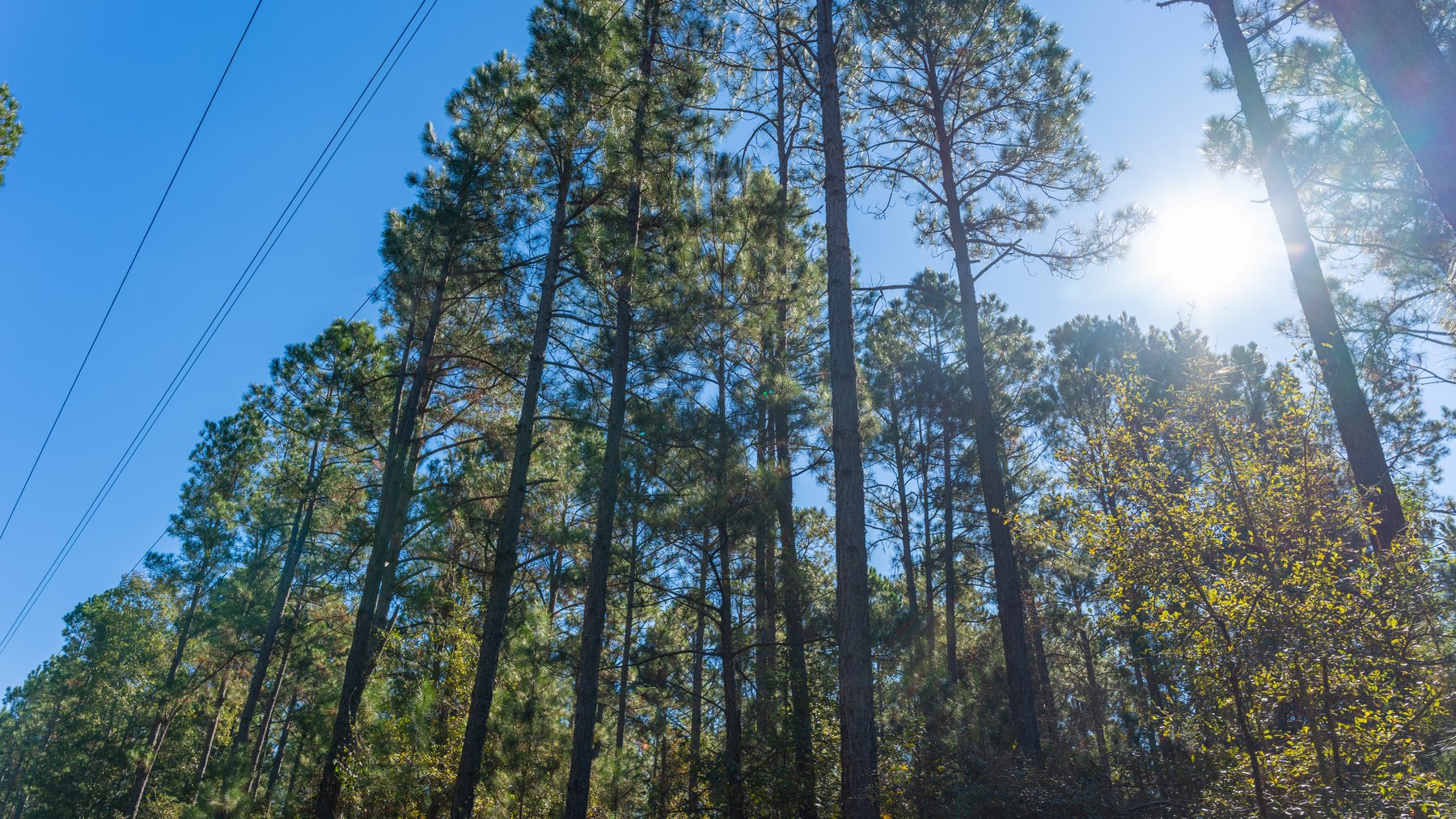 Image for 300+/- Total Acres - The Smithville Farm - Sportsman's Paradise W/ Row Crop Farmland