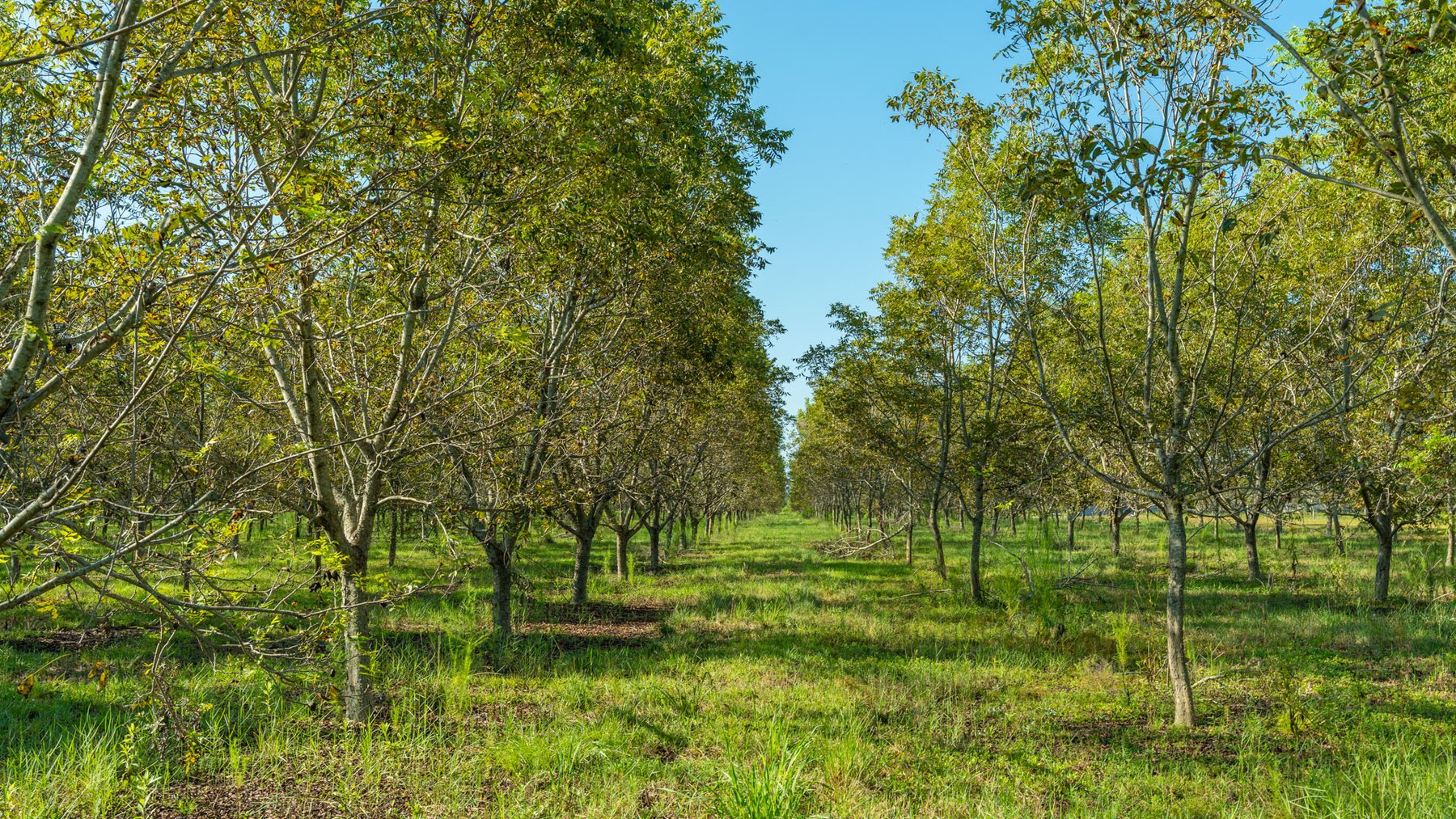 Image for 323± Acres - O’Brien Orchard - Prime Location with Future Growth Potential - Homesites & Investment Appeal - Irrigated Orchard & Cleaning Facility