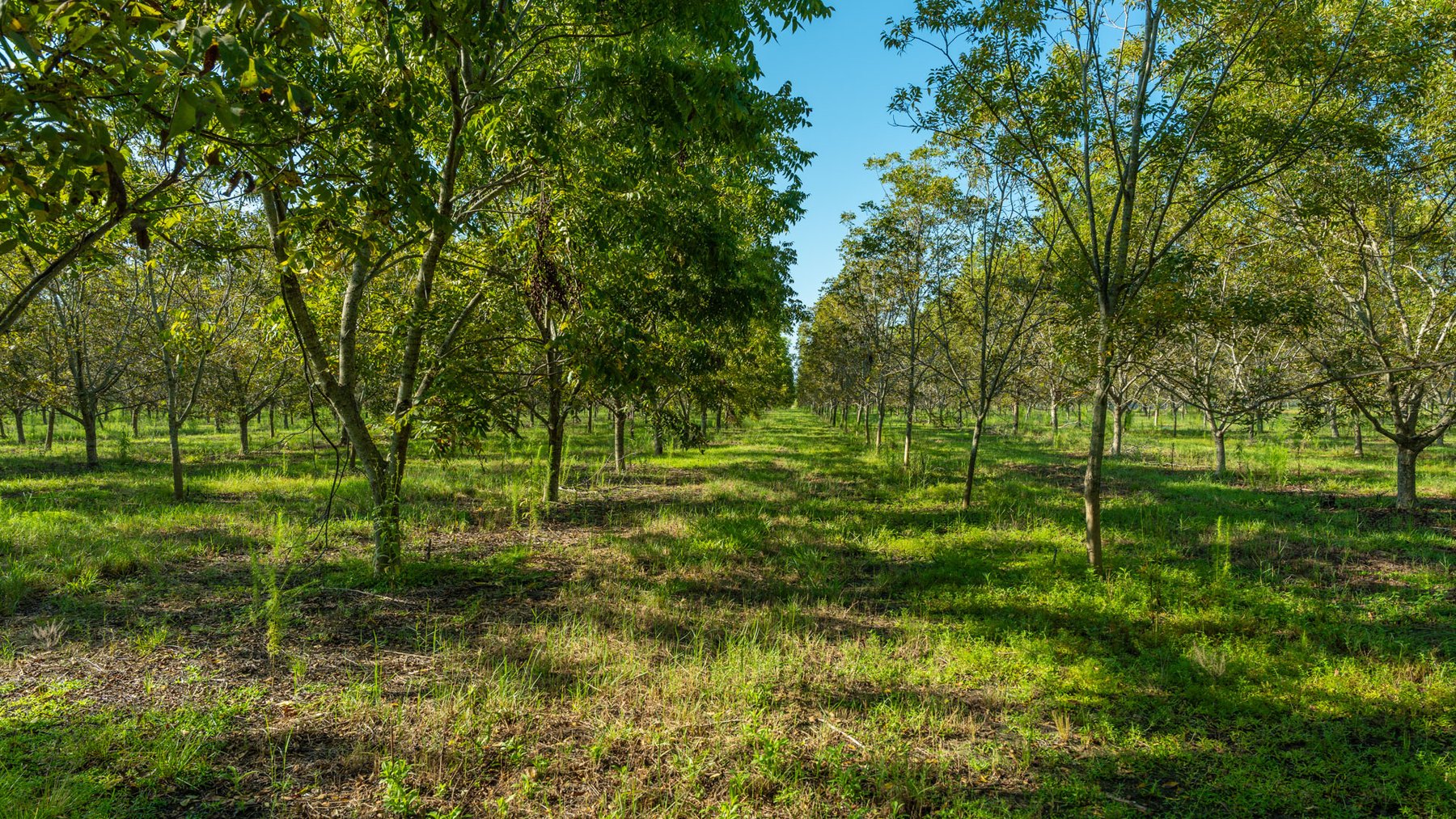 Image for 323± Acres - O’Brien Orchard - Prime Location with Future Growth Potential - Homesites & Investment Appeal - Irrigated Orchard & Cleaning Facility