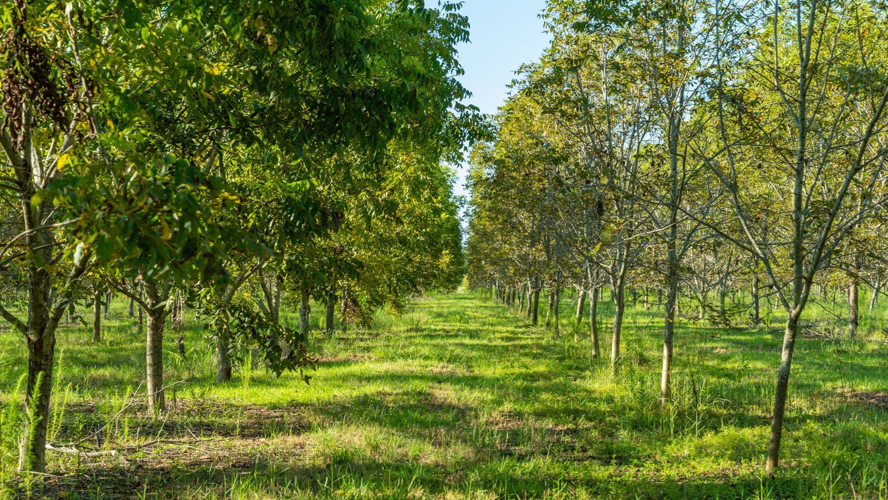 Image for 323± Acres - O’Brien Orchard - Prime Location with Future Growth Potential - Homesites & Investment Appeal - Irrigated Orchard & Cleaning Facility