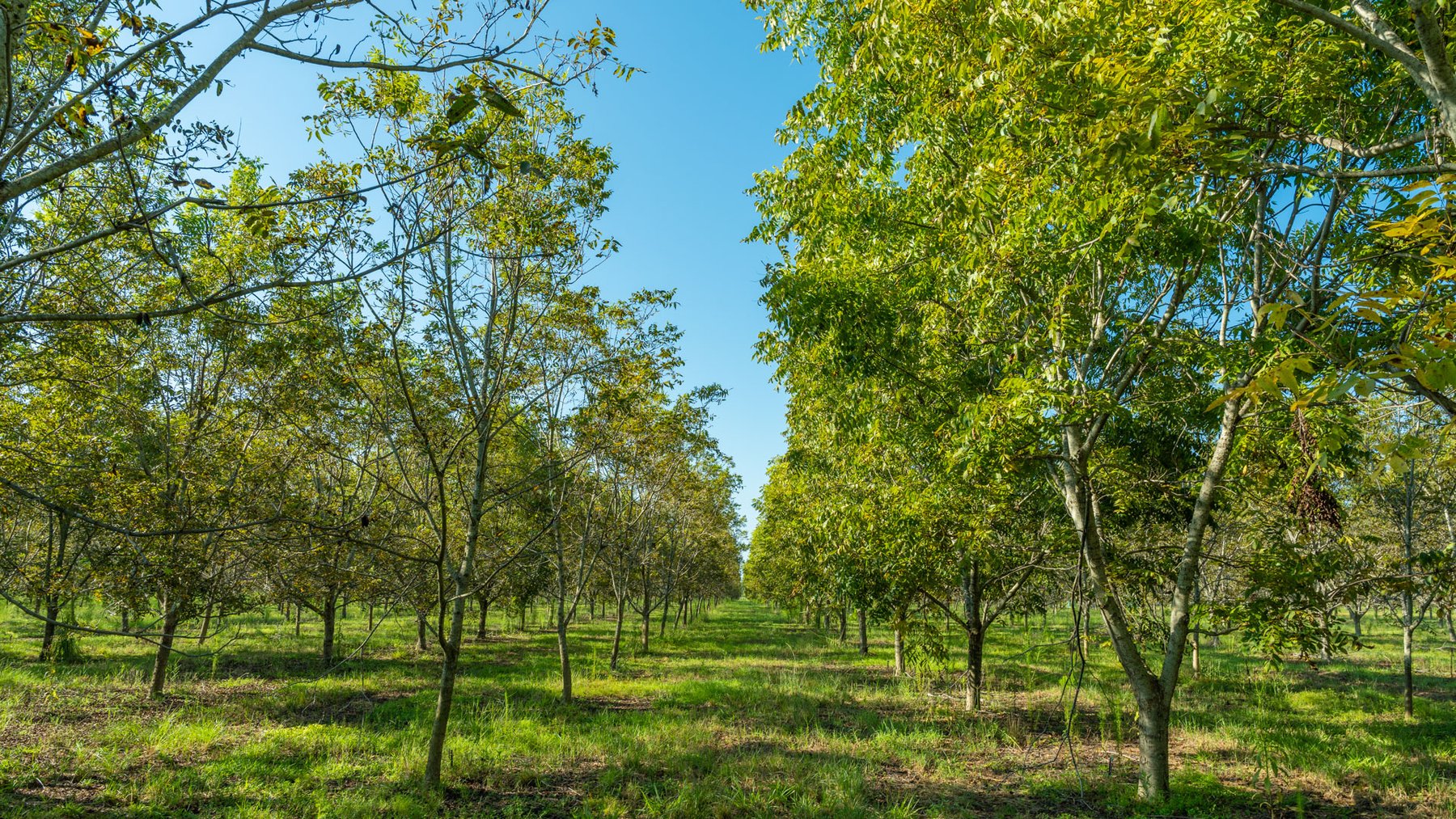 Image for 323± Acres - O’Brien Orchard - Prime Location with Future Growth Potential - Homesites & Investment Appeal - Irrigated Orchard & Cleaning Facility