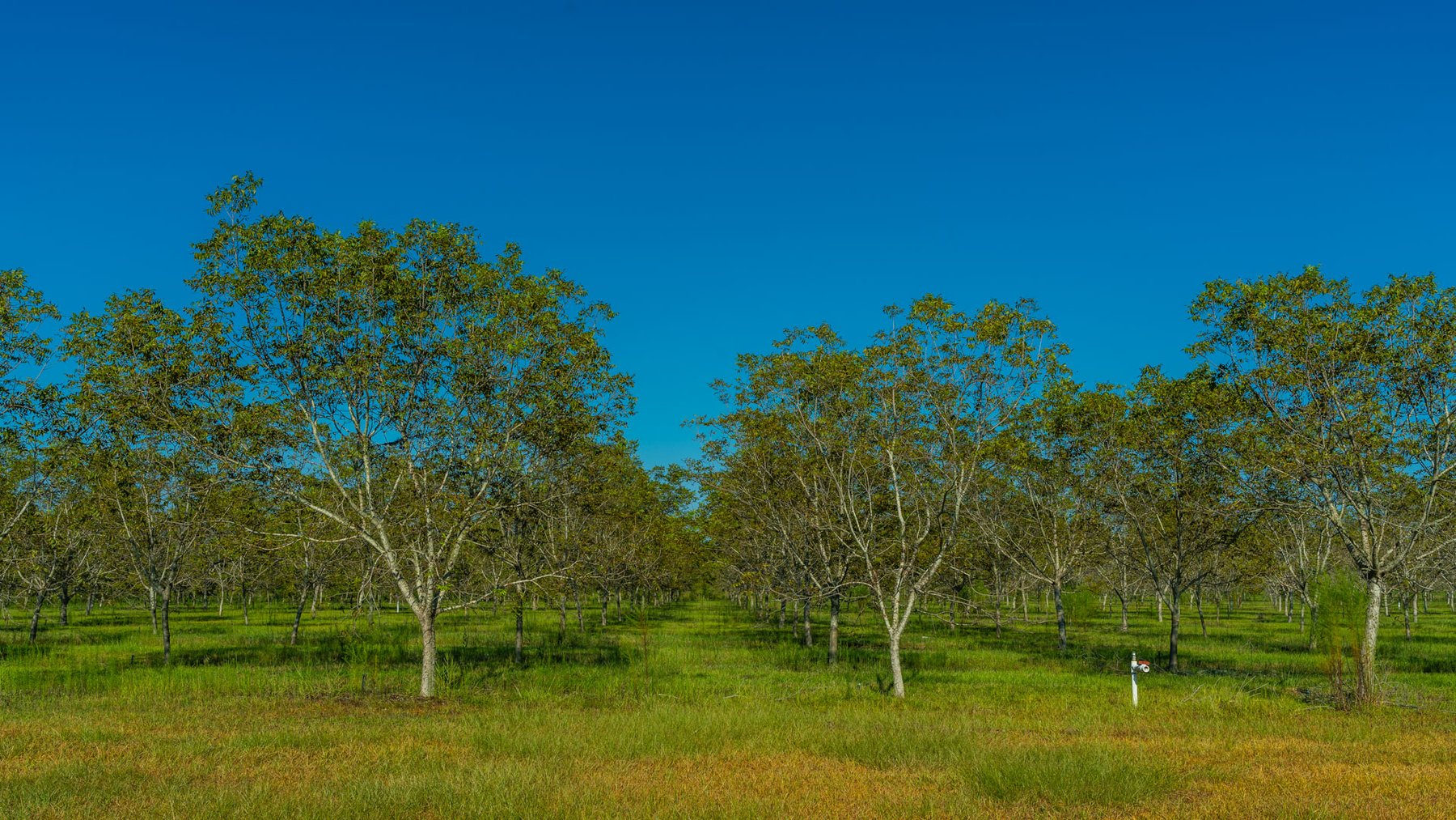 Image for 323± Acres - O’Brien Orchard - Prime Location with Future Growth Potential - Homesites & Investment Appeal - Irrigated Orchard & Cleaning Facility