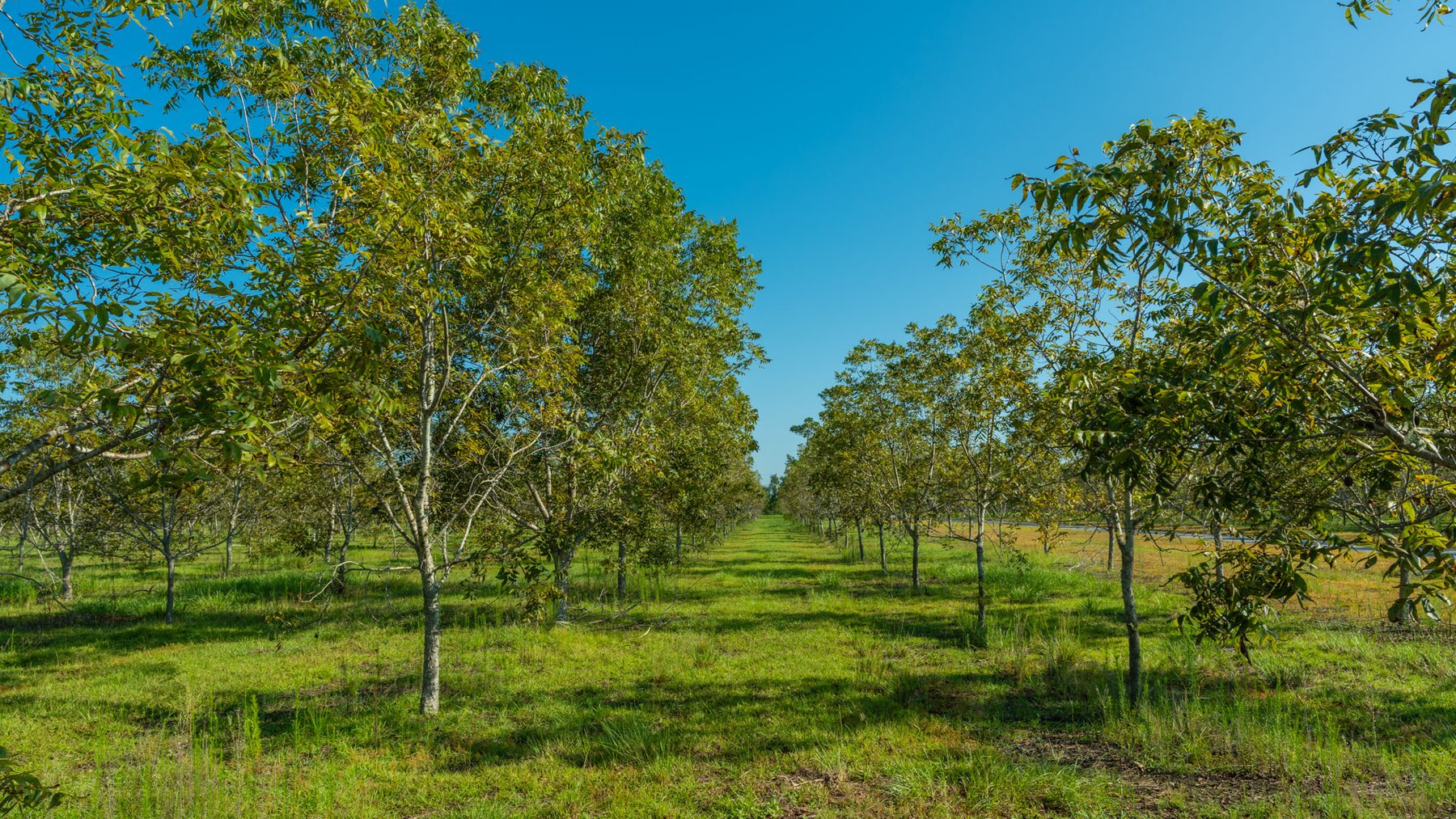 Image for 323± Acres - O’Brien Orchard - Prime Location with Future Growth Potential - Homesites & Investment Appeal - Irrigated Orchard & Cleaning Facility