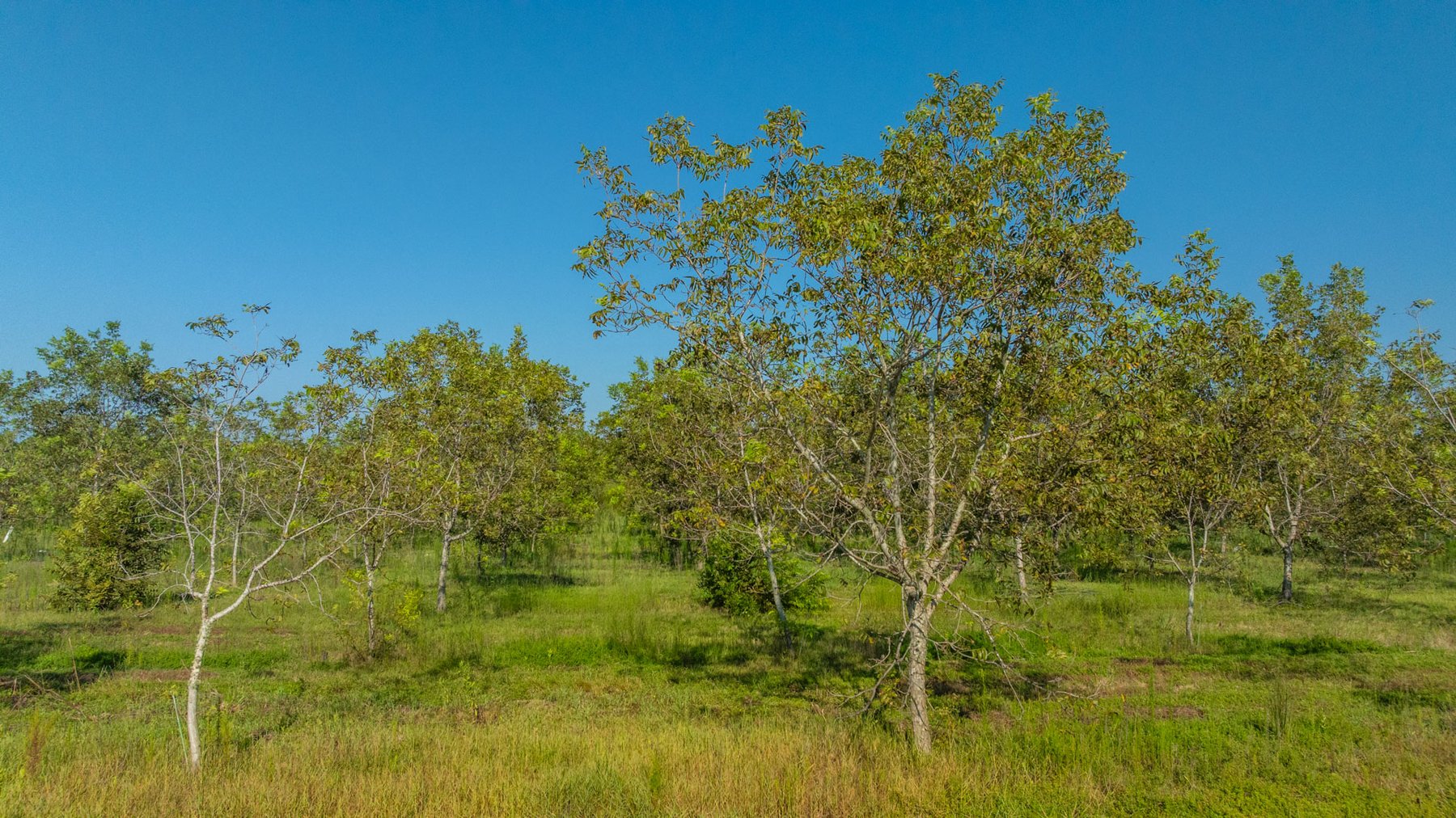 Image for 323± Acres - O’Brien Orchard - Prime Location with Future Growth Potential - Homesites & Investment Appeal - Irrigated Orchard & Cleaning Facility