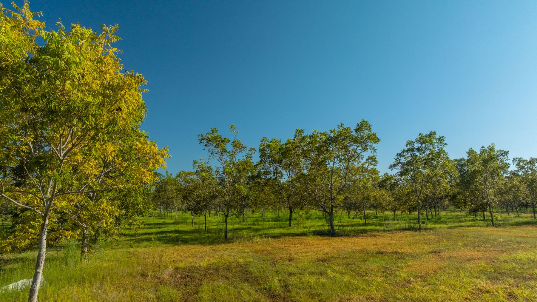 Image for 323± Acres - O’Brien Orchard - Prime Location with Future Growth Potential - Homesites & Investment Appeal - Irrigated Orchard & Cleaning Facility