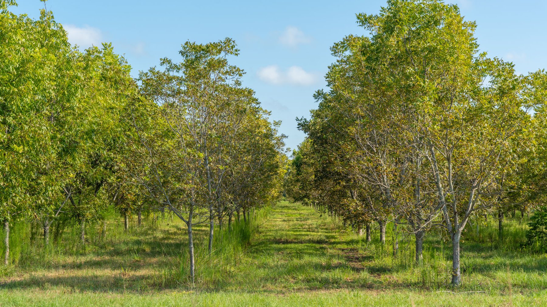 Image for 323± Acres - O’Brien Orchard - Prime Location with Future Growth Potential - Homesites & Investment Appeal - Irrigated Orchard & Cleaning Facility