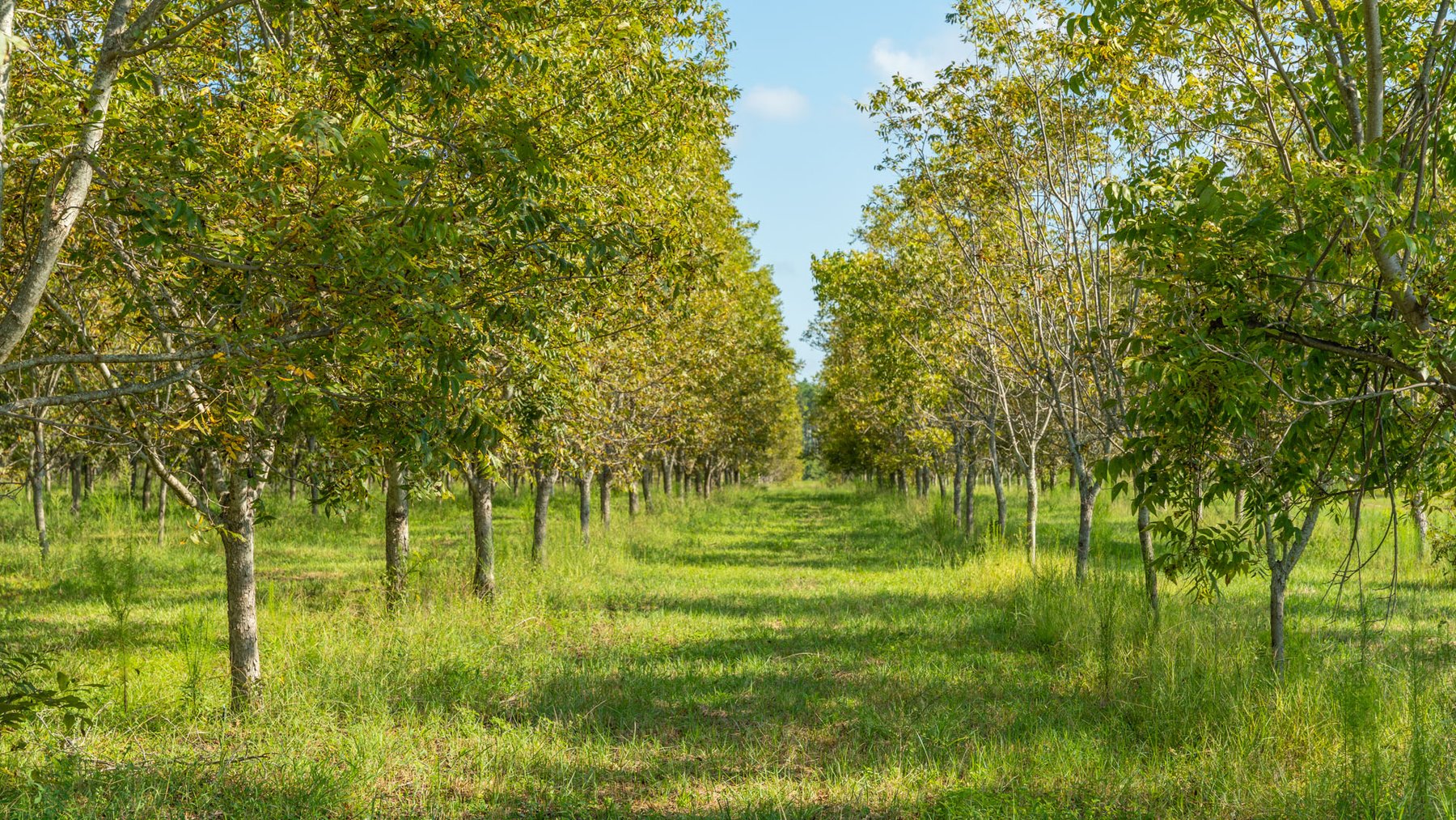 Image for 323± Acres - O’Brien Orchard - Prime Location with Future Growth Potential - Homesites & Investment Appeal - Irrigated Orchard & Cleaning Facility