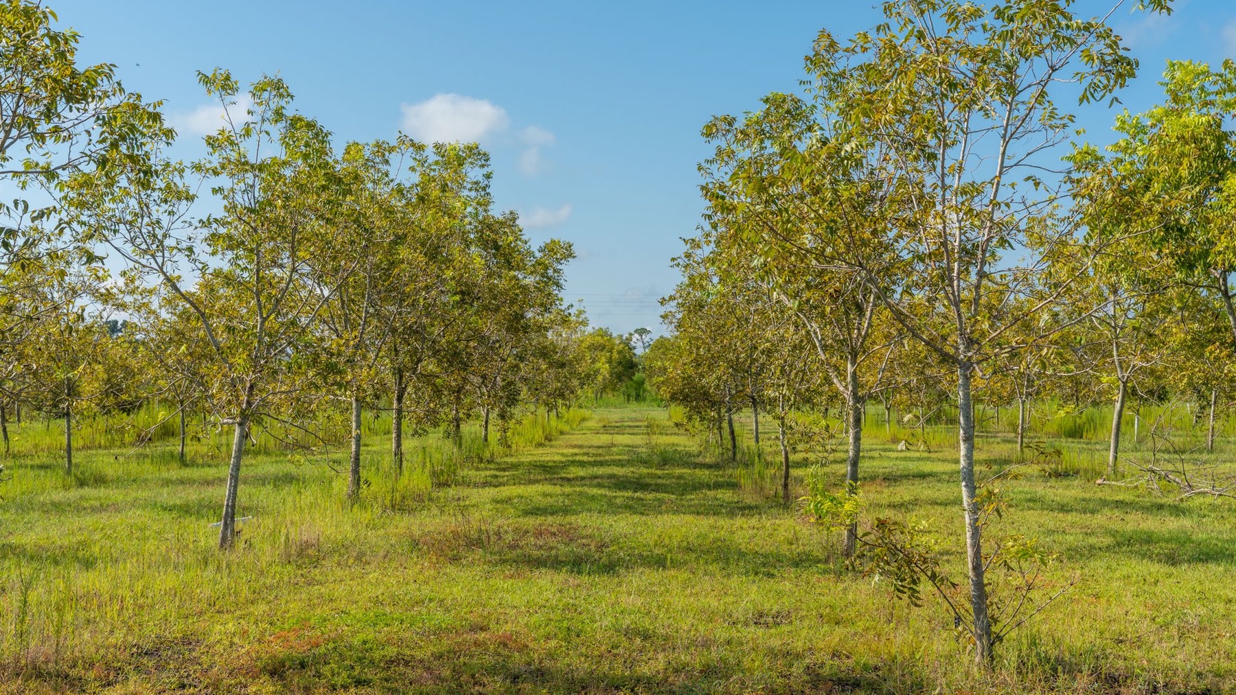 Image for 323± Acres - O’Brien Orchard - Prime Location with Future Growth Potential - Homesites & Investment Appeal - Irrigated Orchard & Cleaning Facility